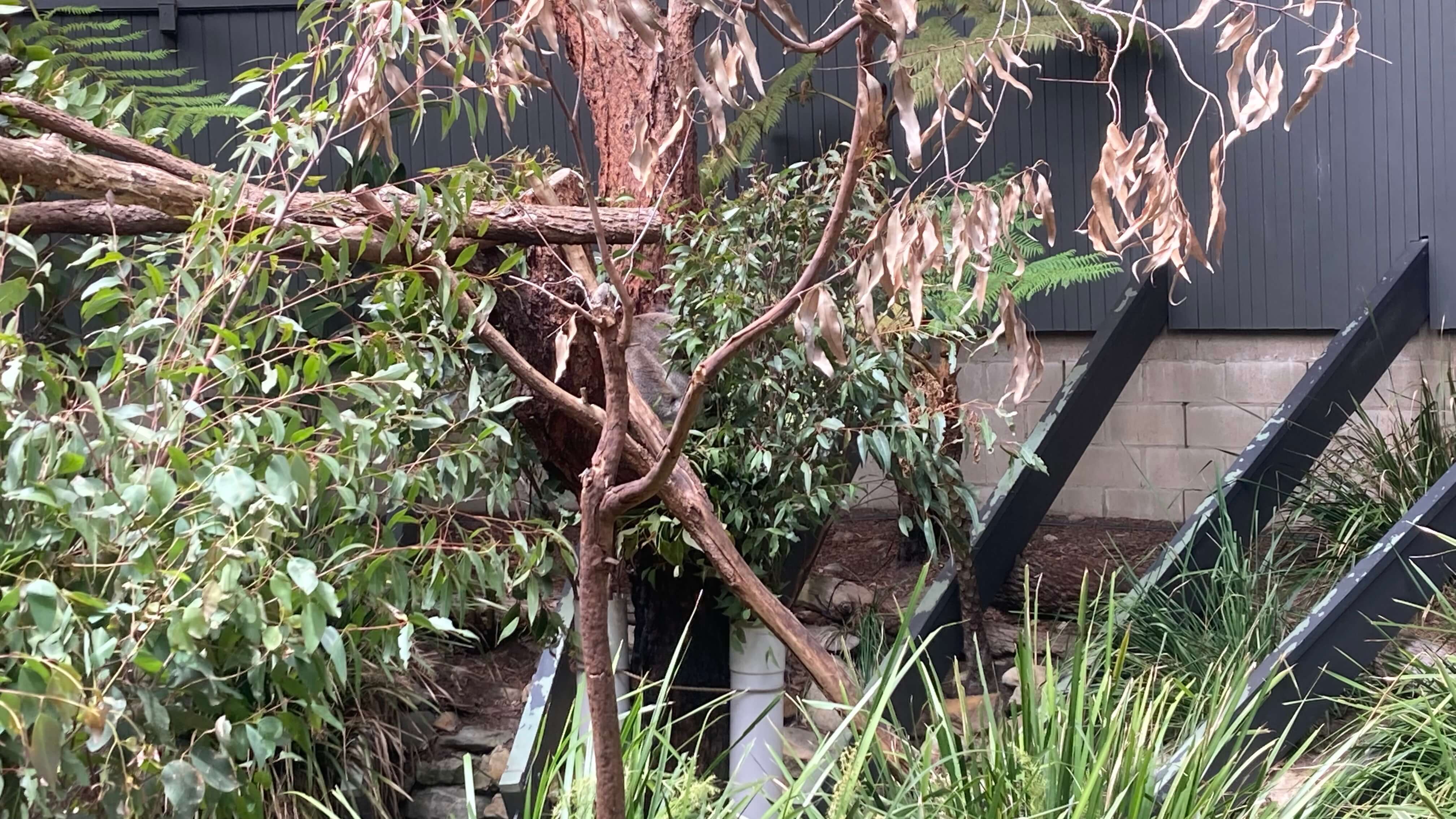 A Koala