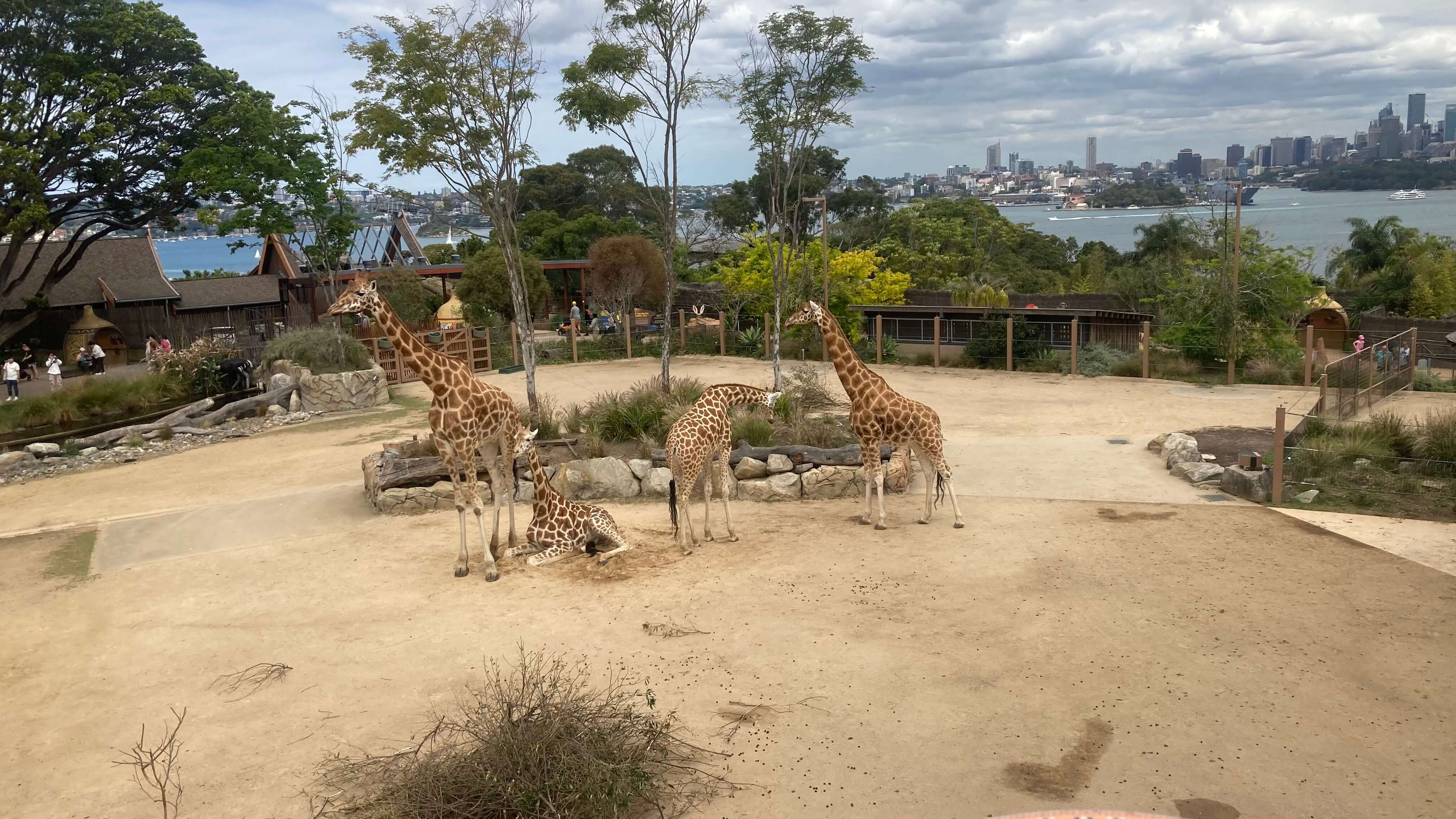 Giraffes