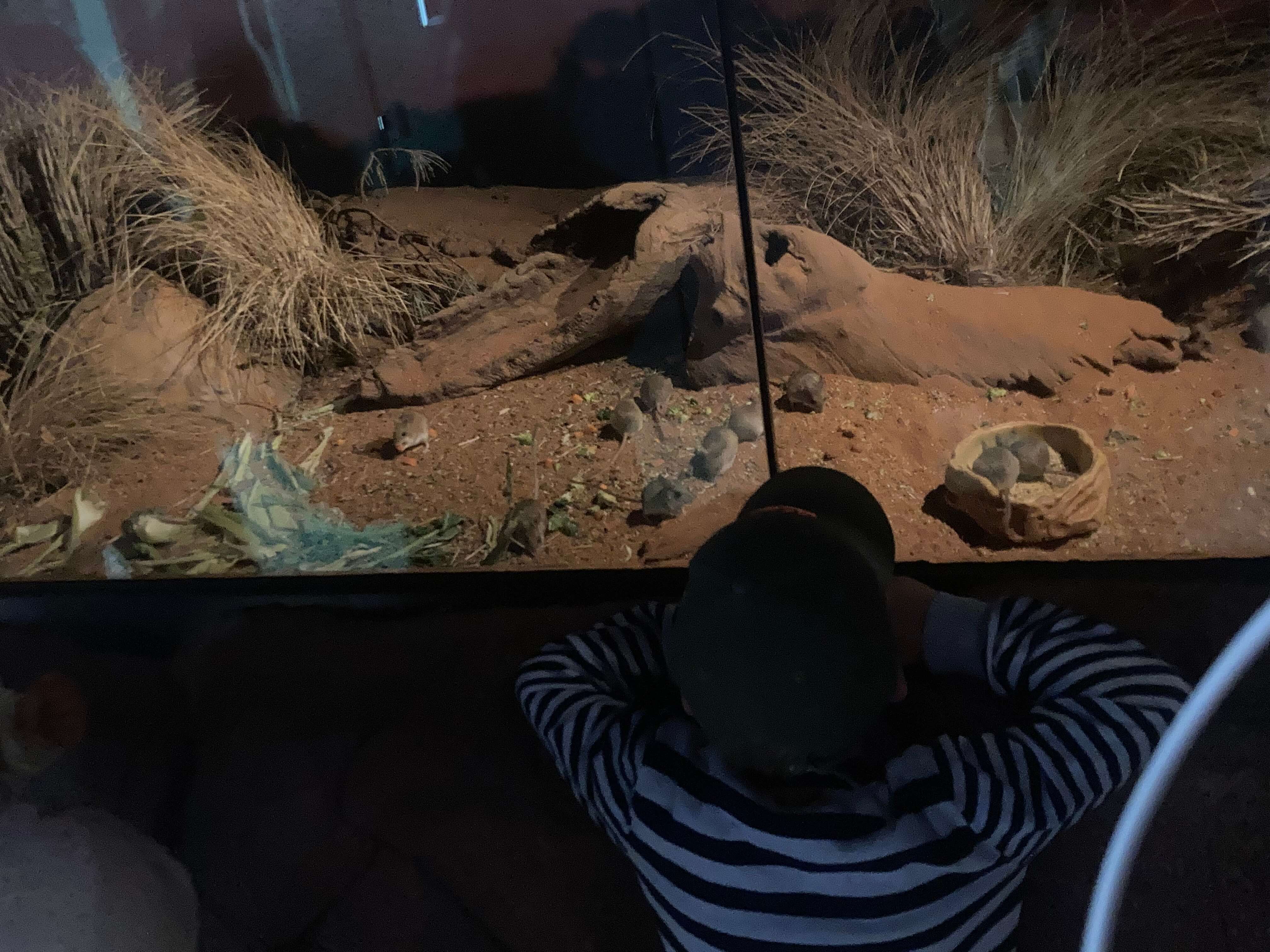 Spinifex Hopping Mice