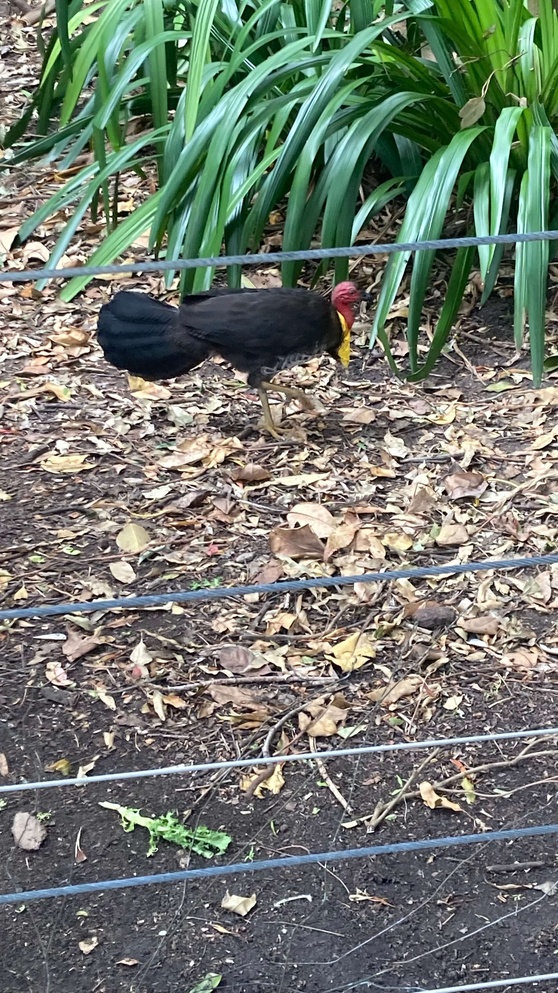 A Bird