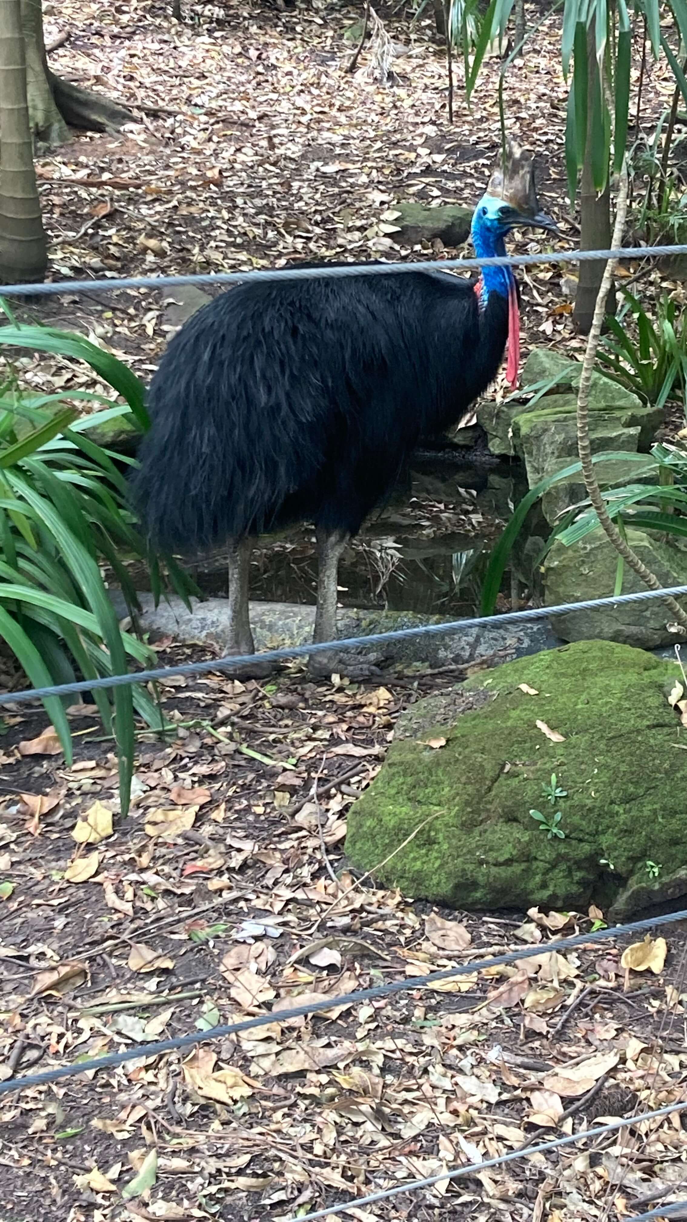 A Cassowary