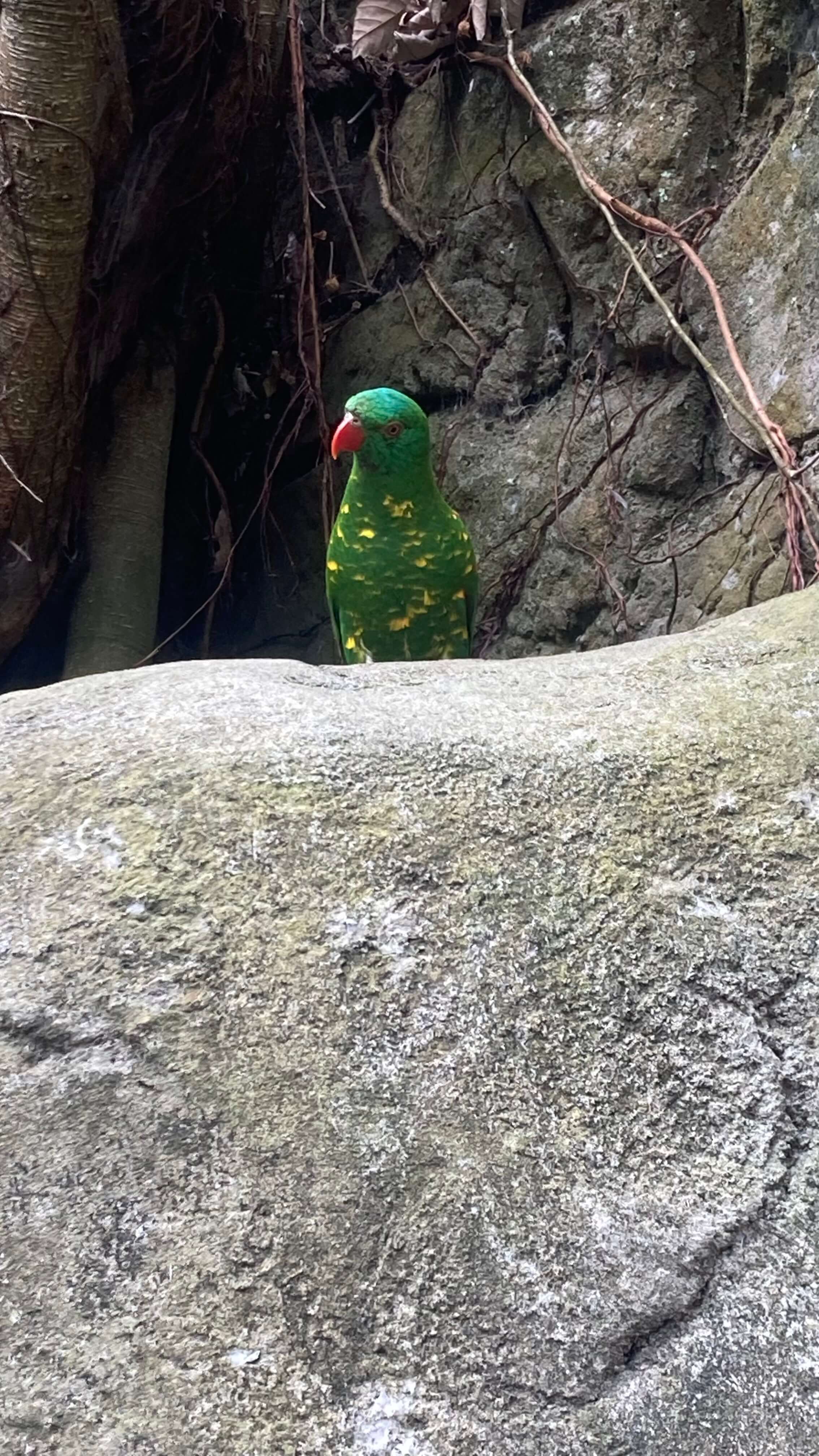 A Bird