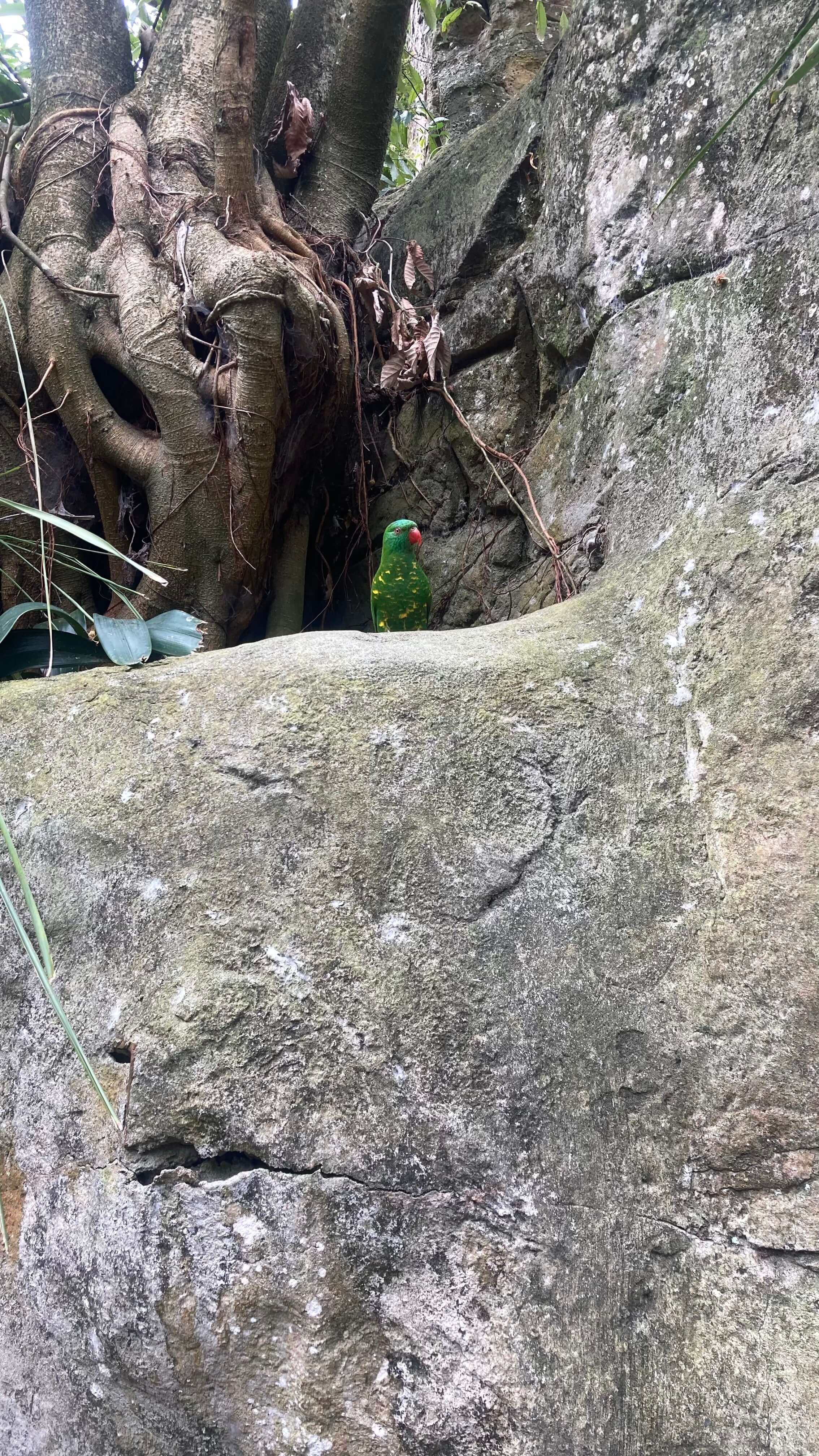 A Bird