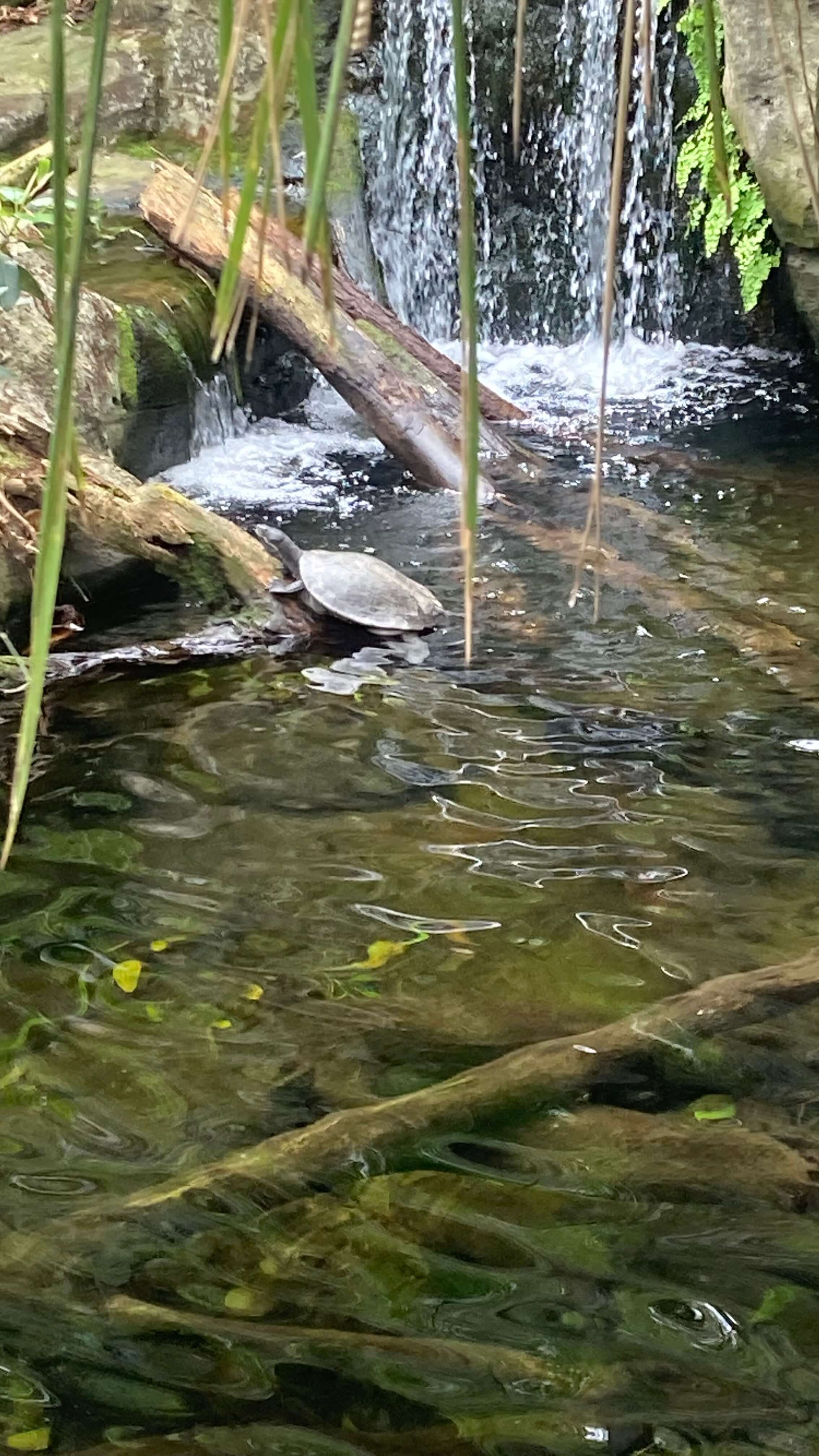 A Bellinger River Turtle