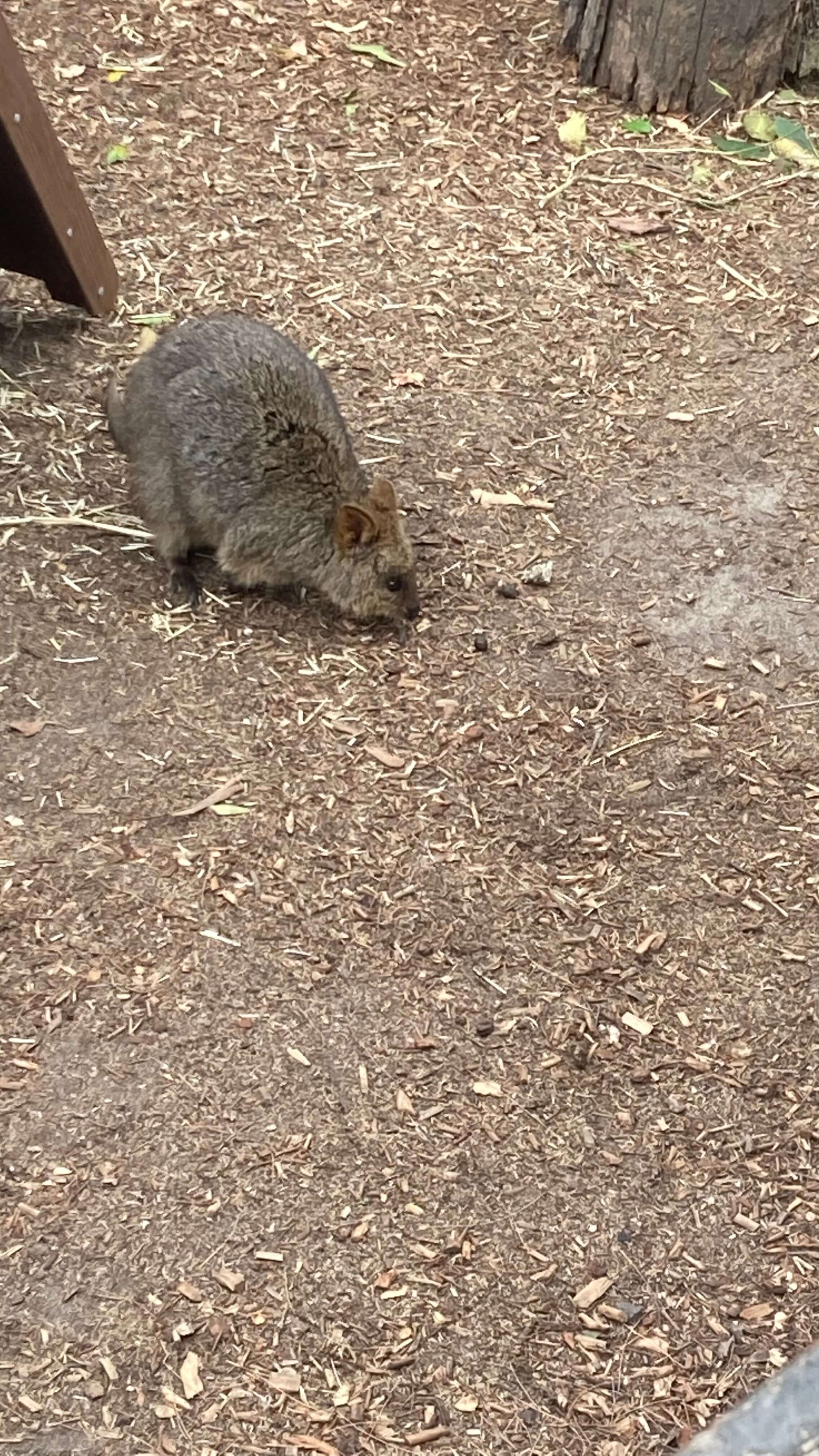 A Quokka