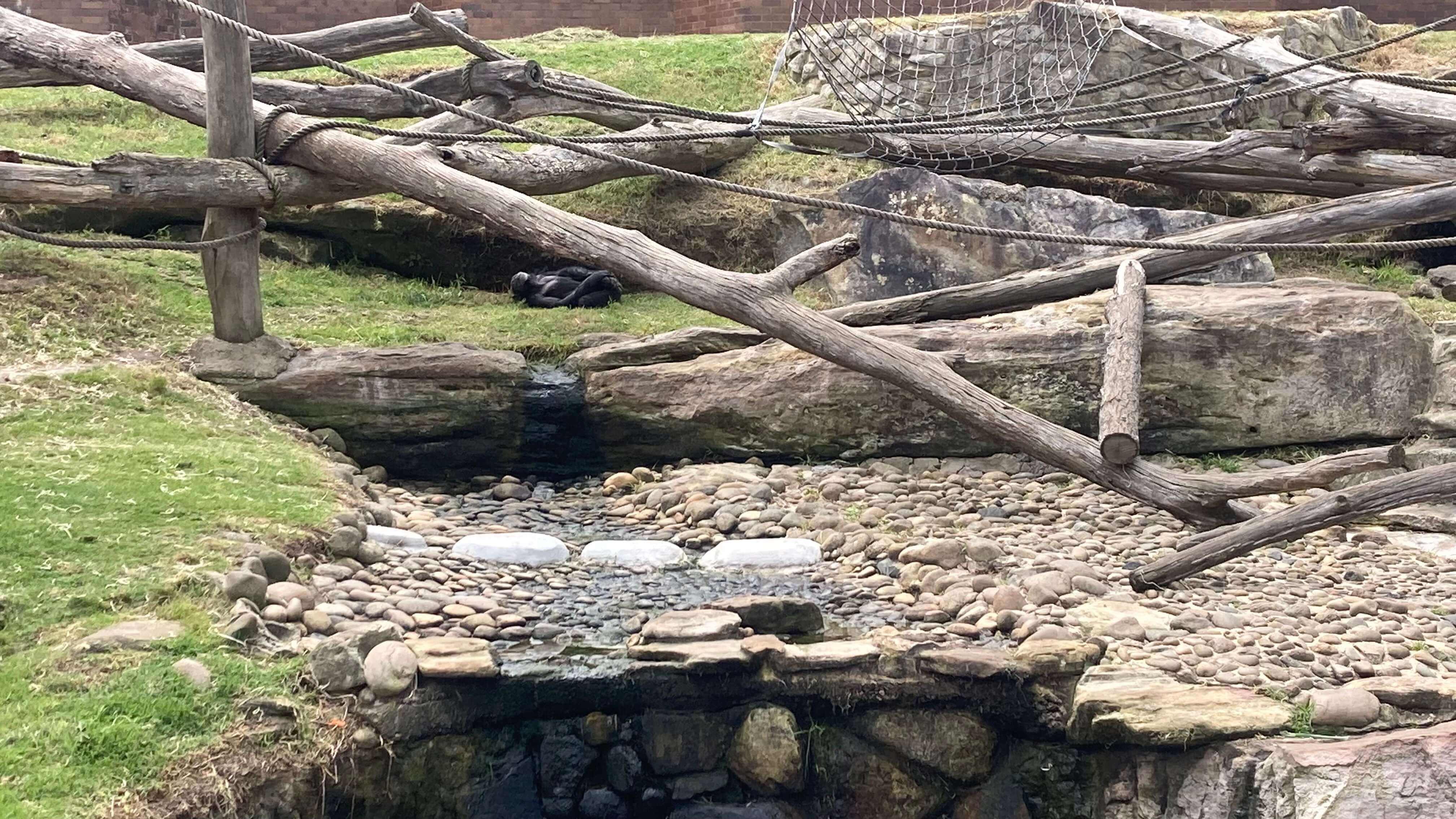 A Small Ape