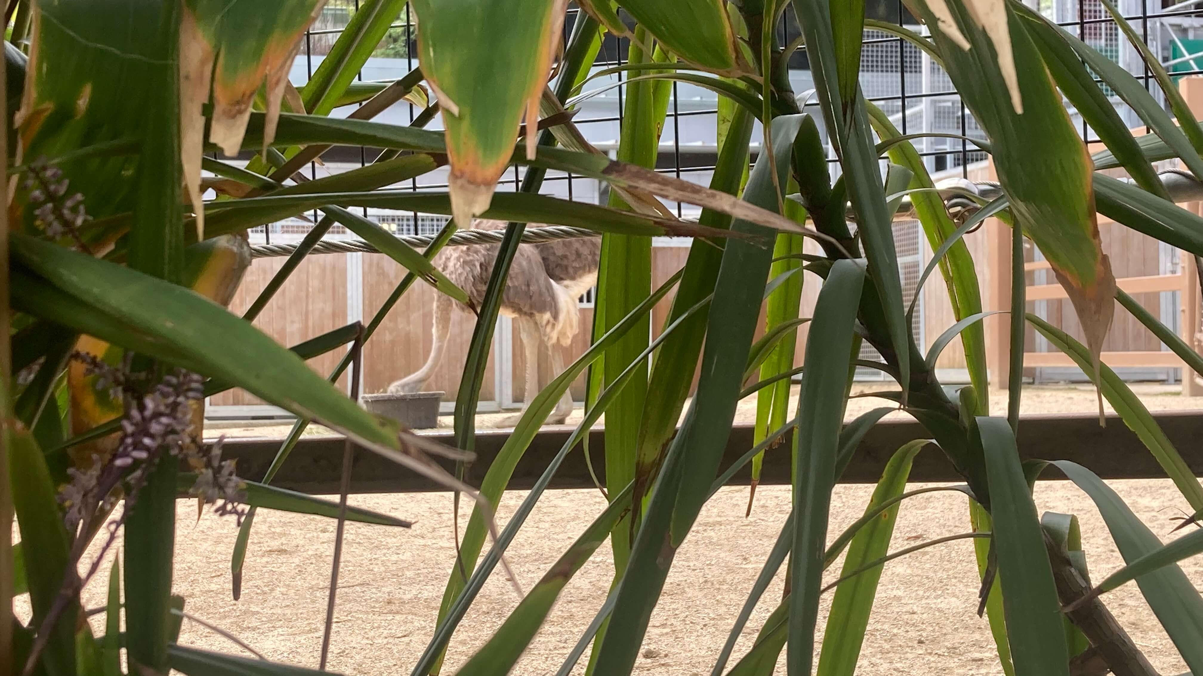 An Ostrich