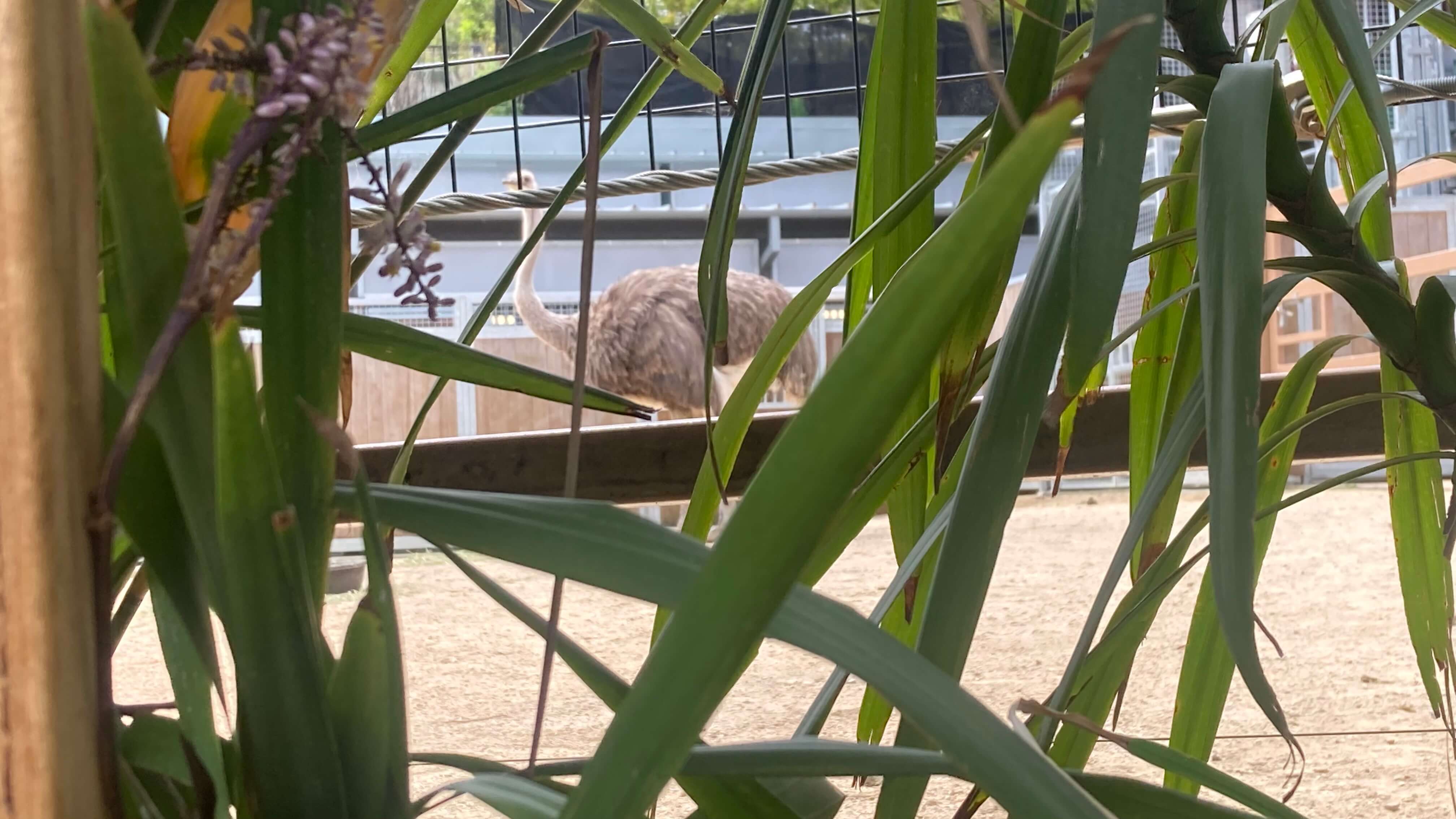 An Ostrich