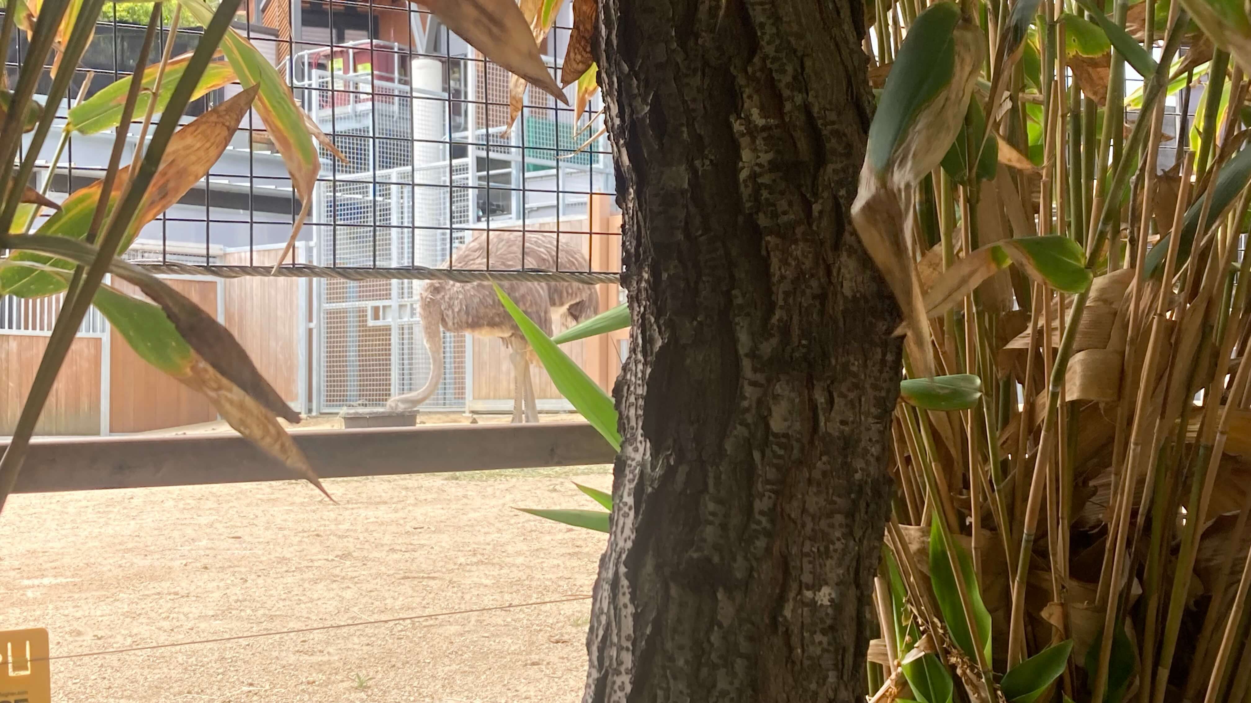 An Ostrich