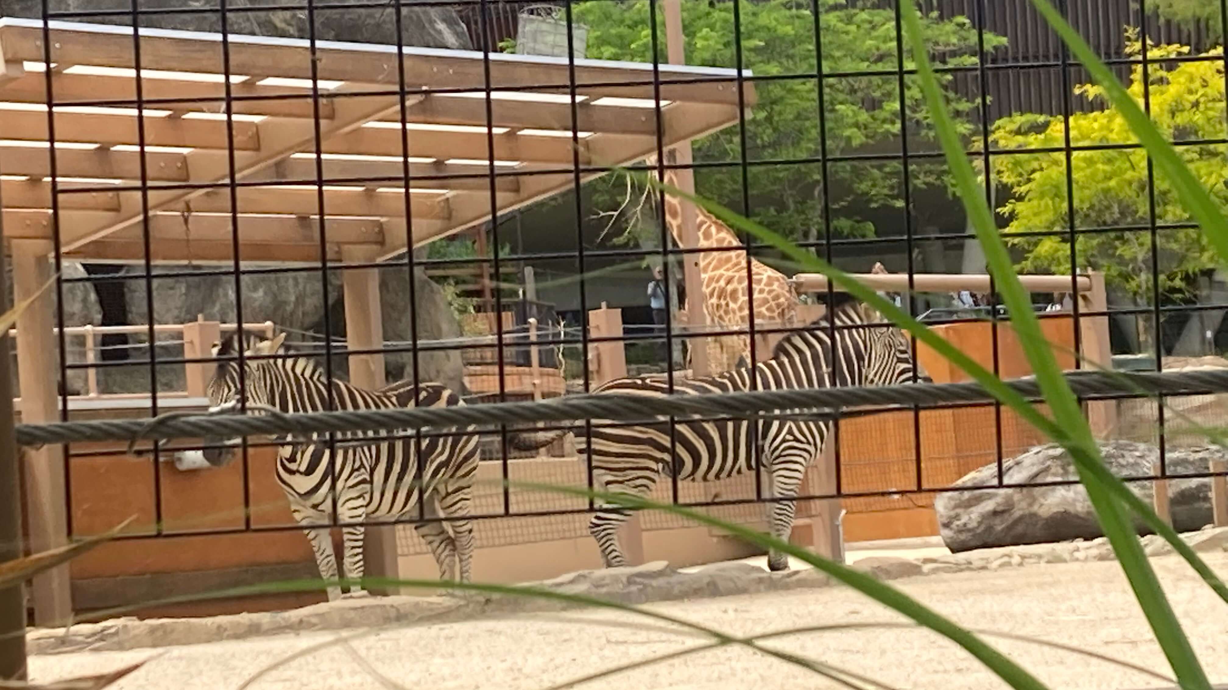 Zebras