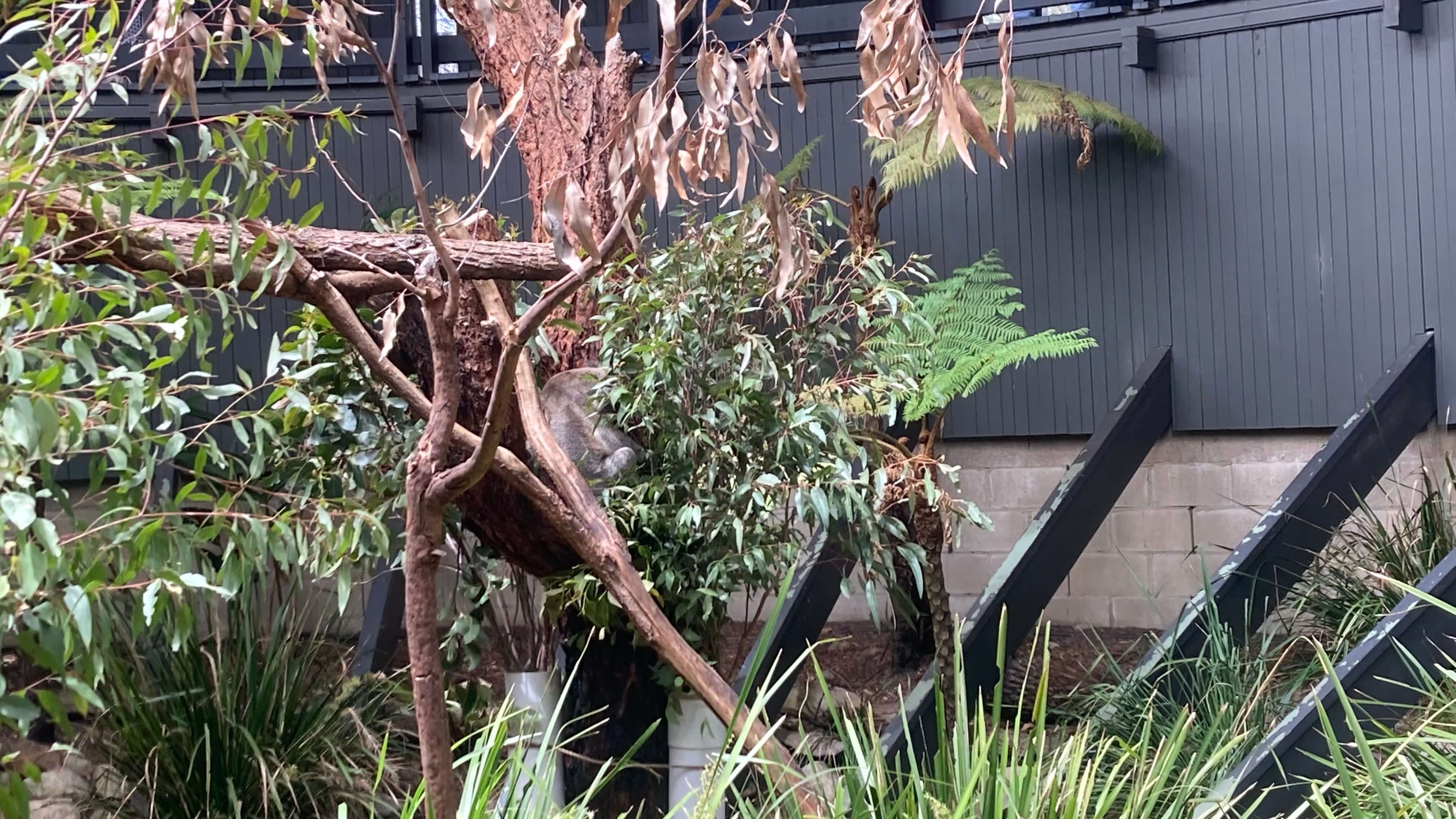 A Koala
