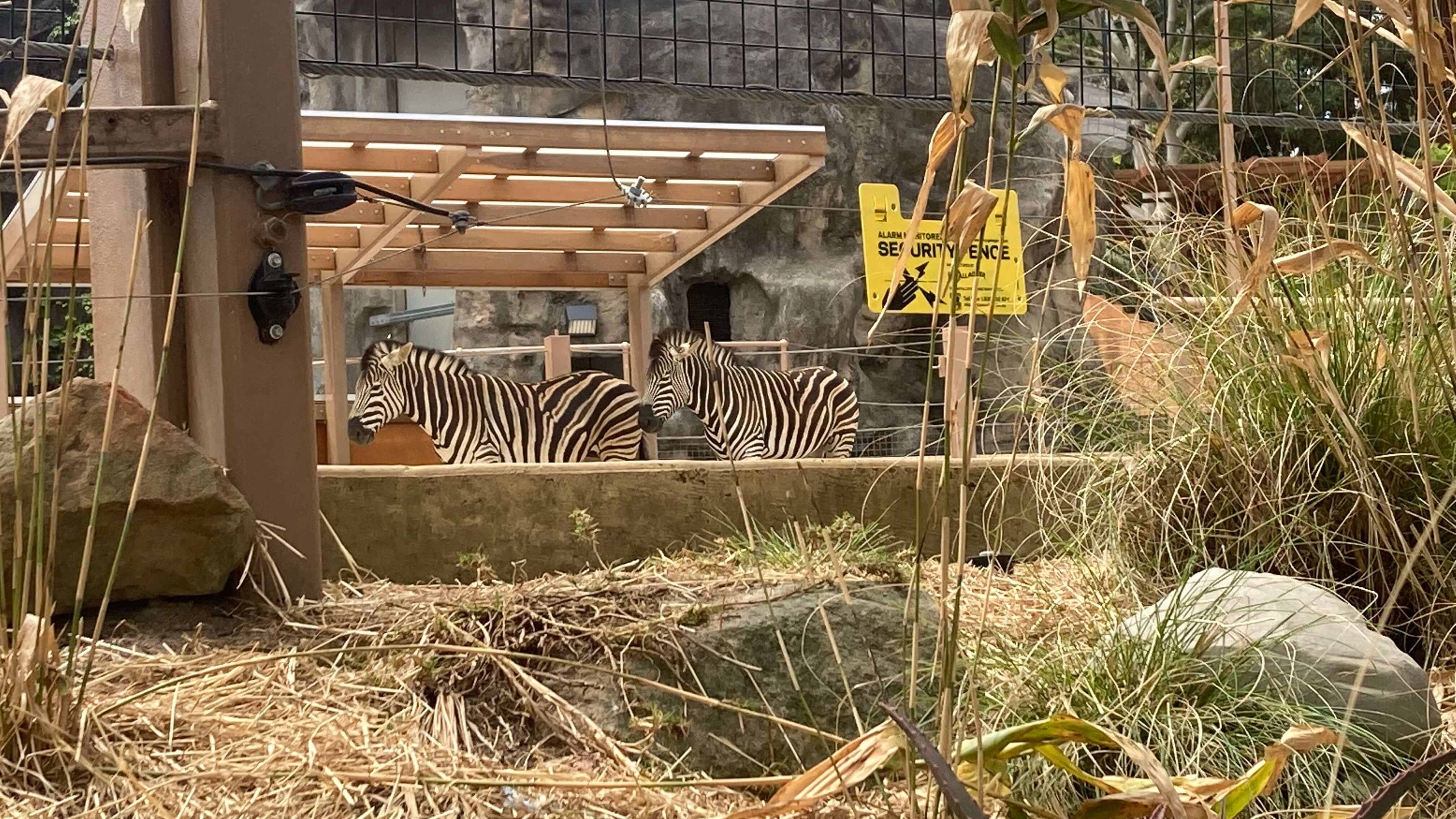 Zebras