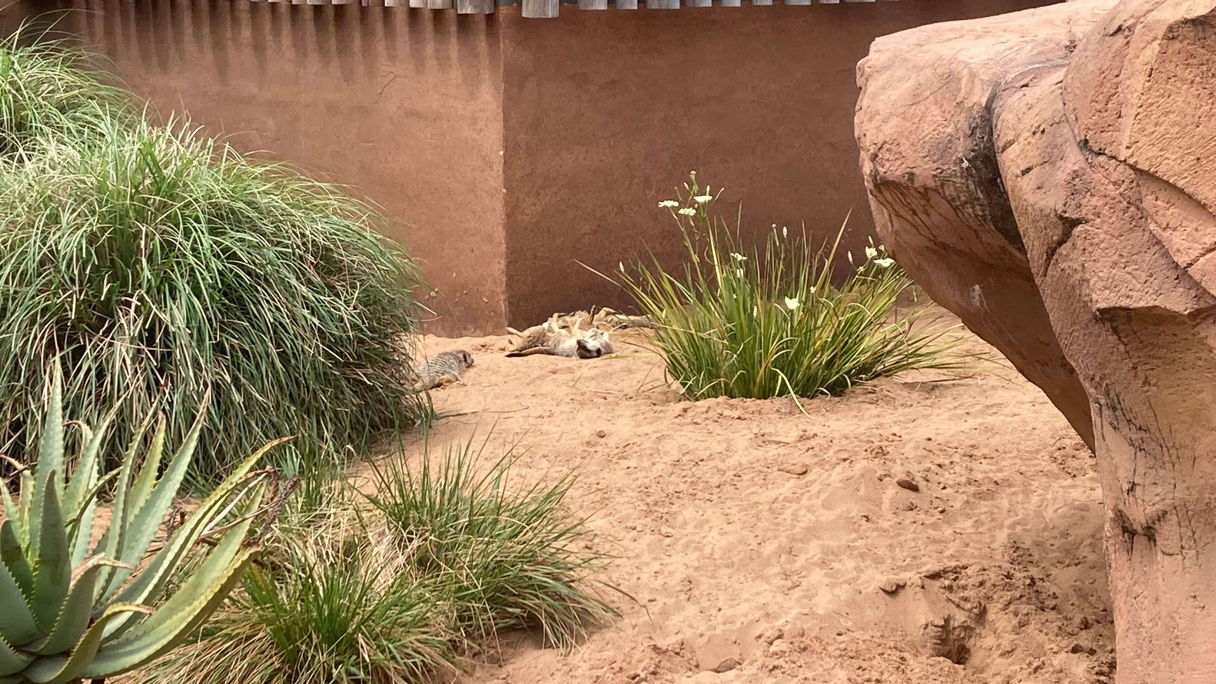 Meerkats