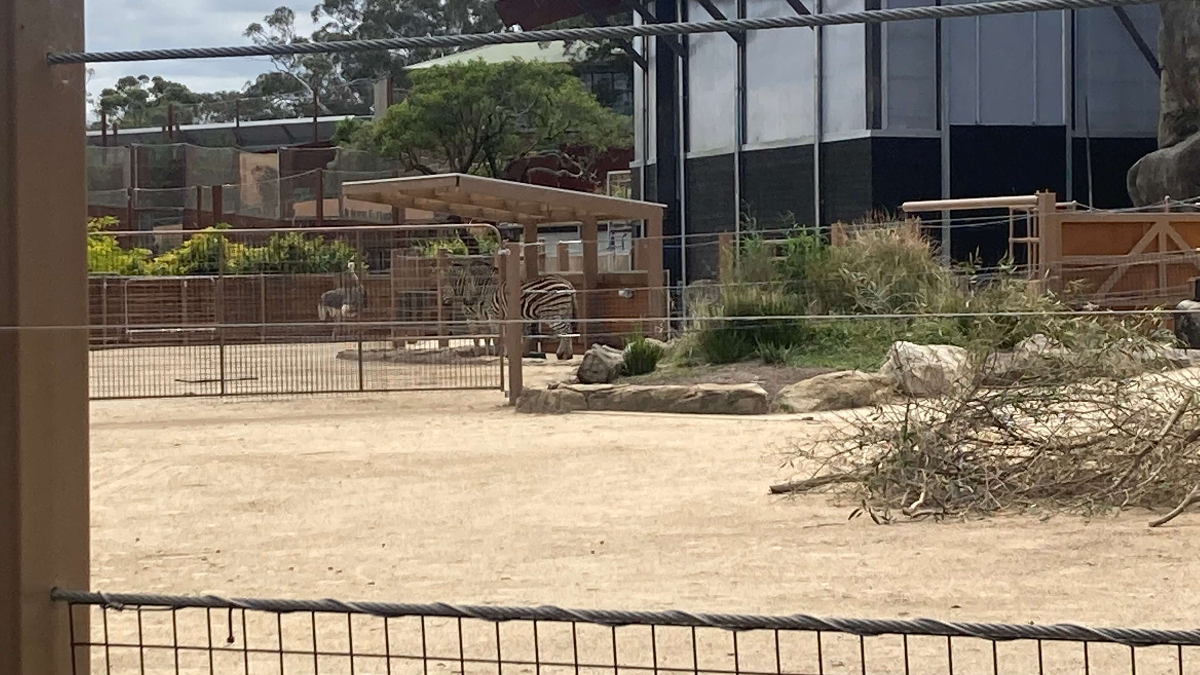 Zebras and an Ostrich