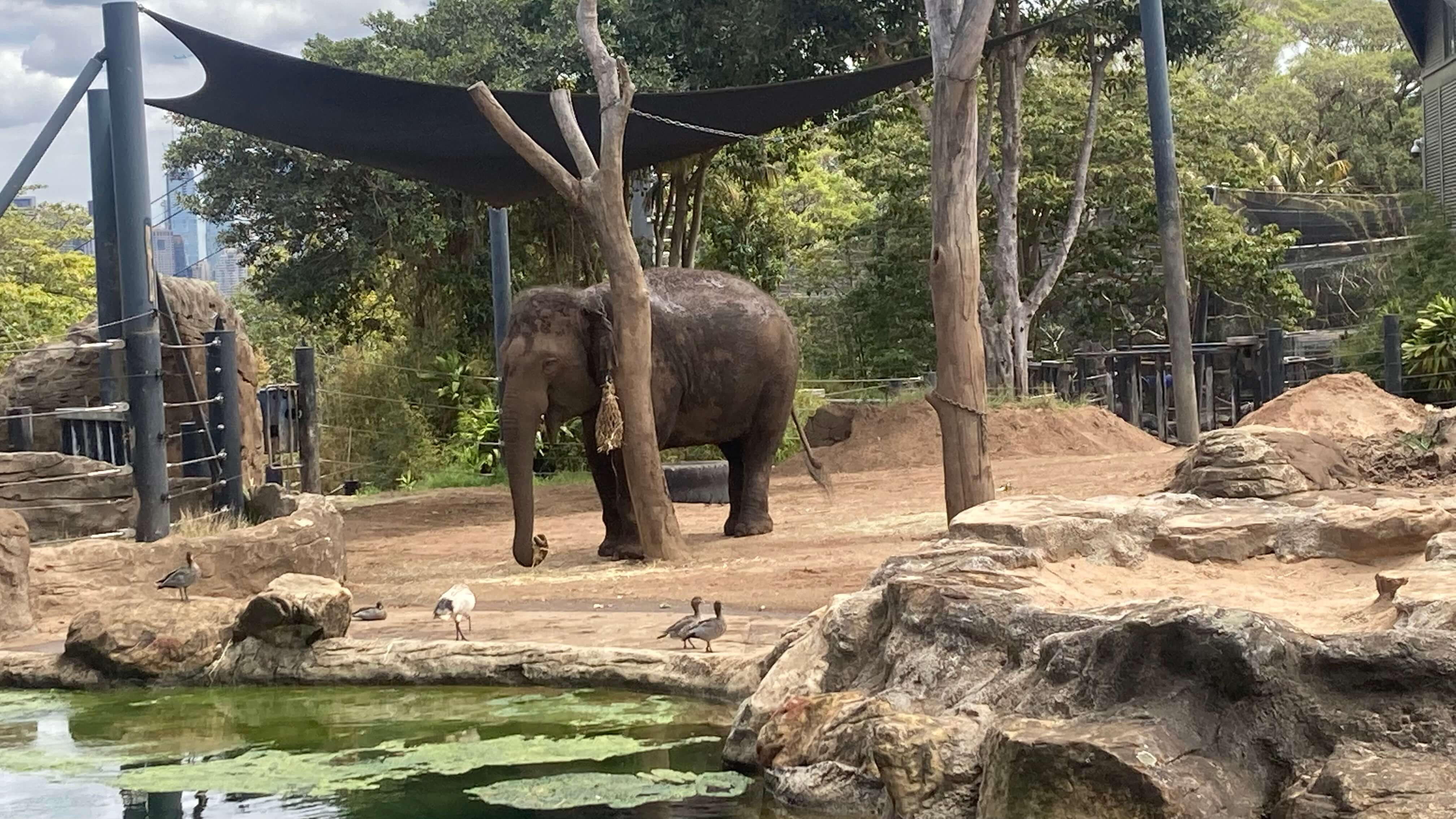 An Elephant