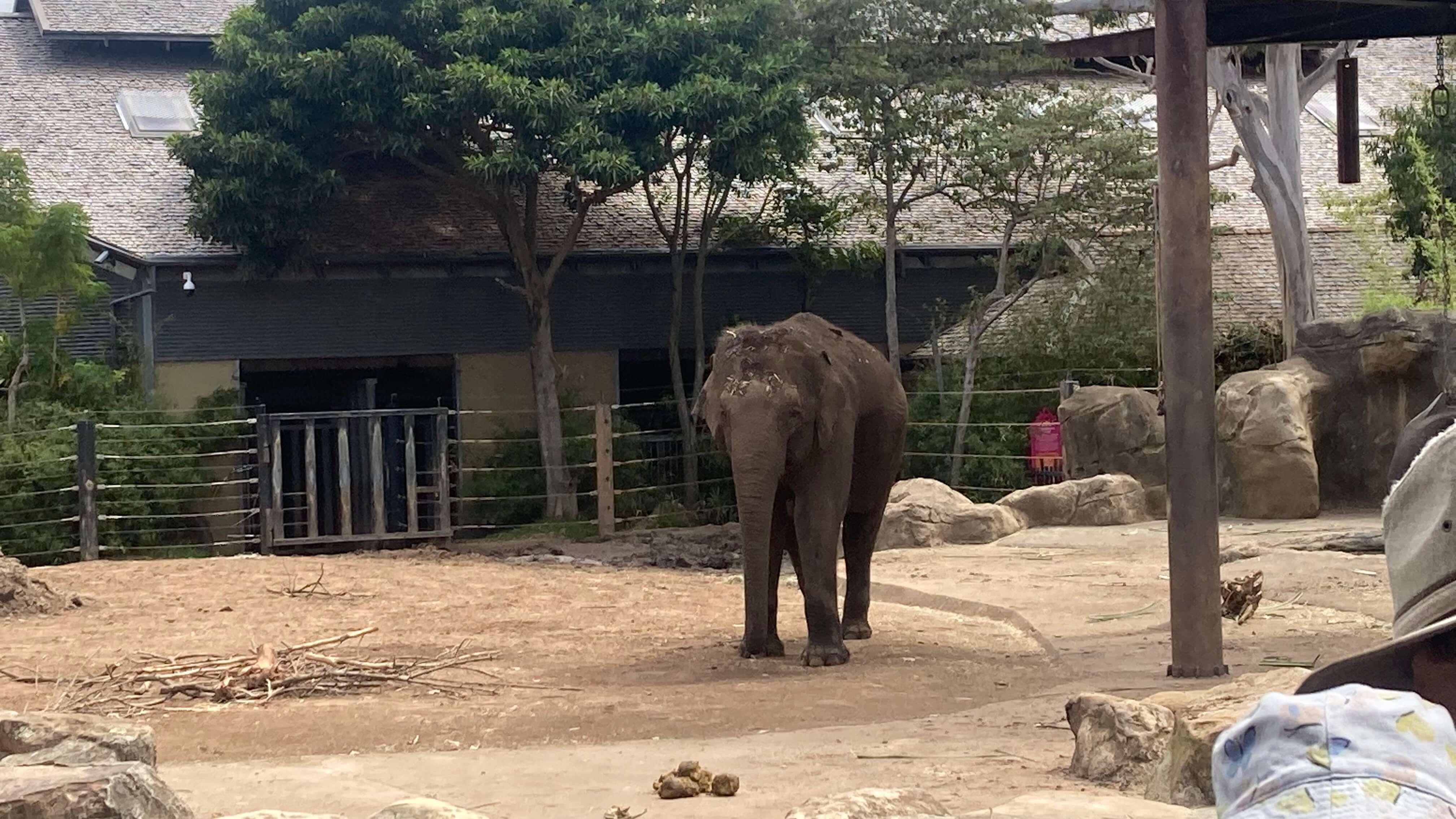 An Elephant