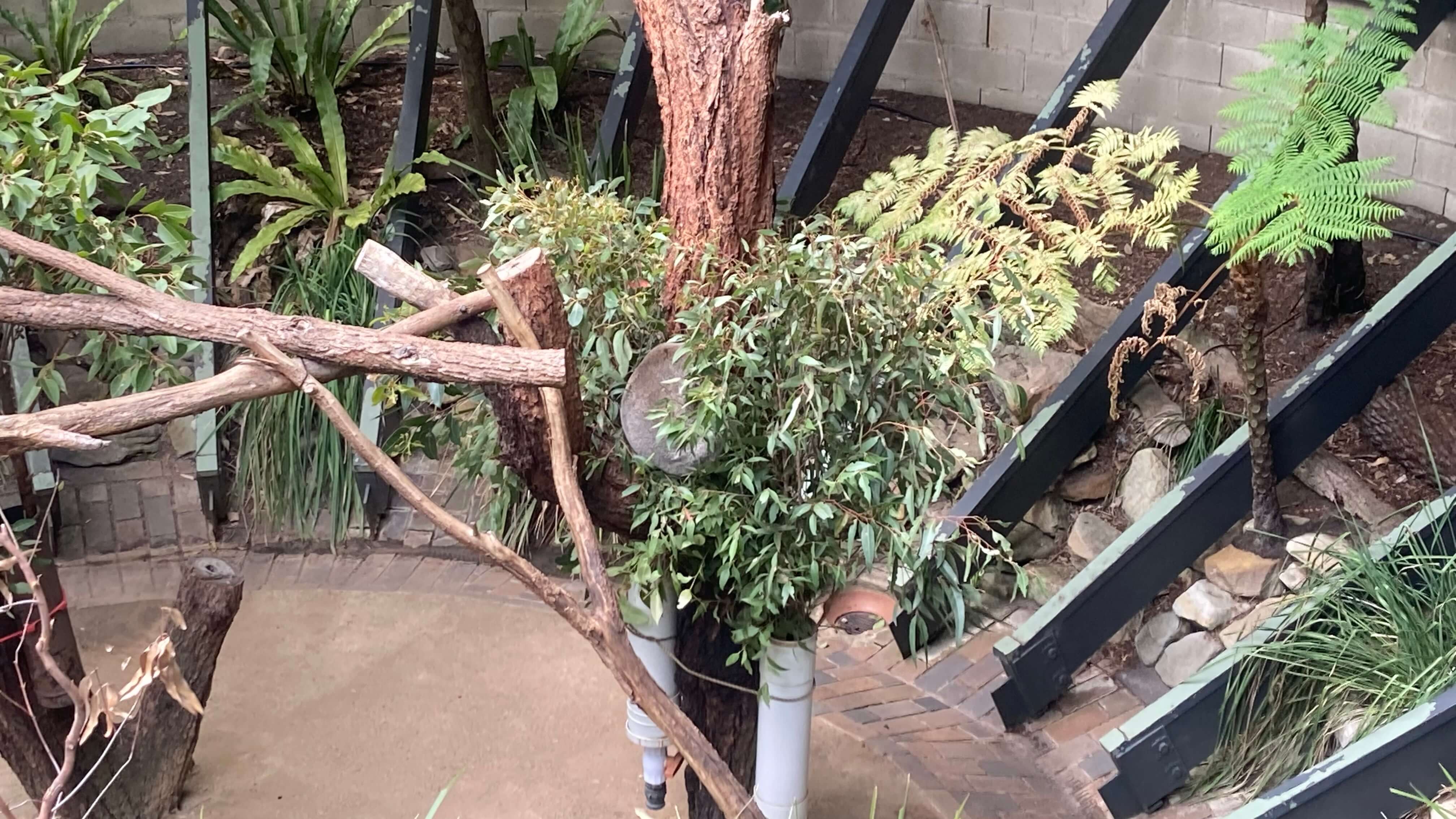 A Koala