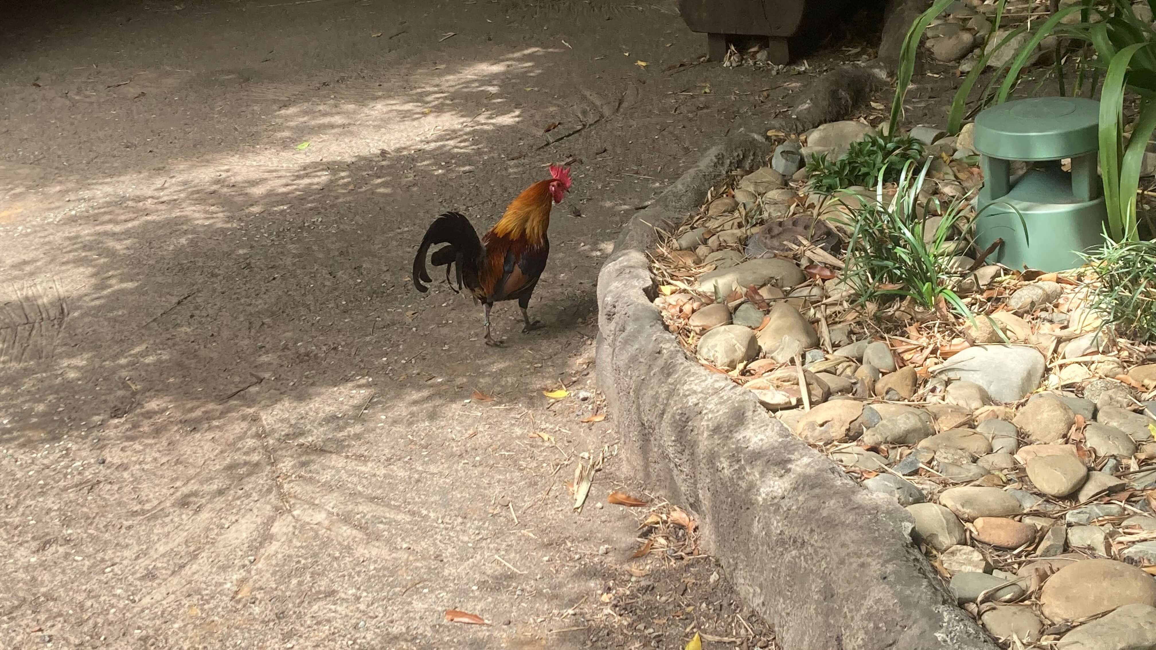 A Rooster