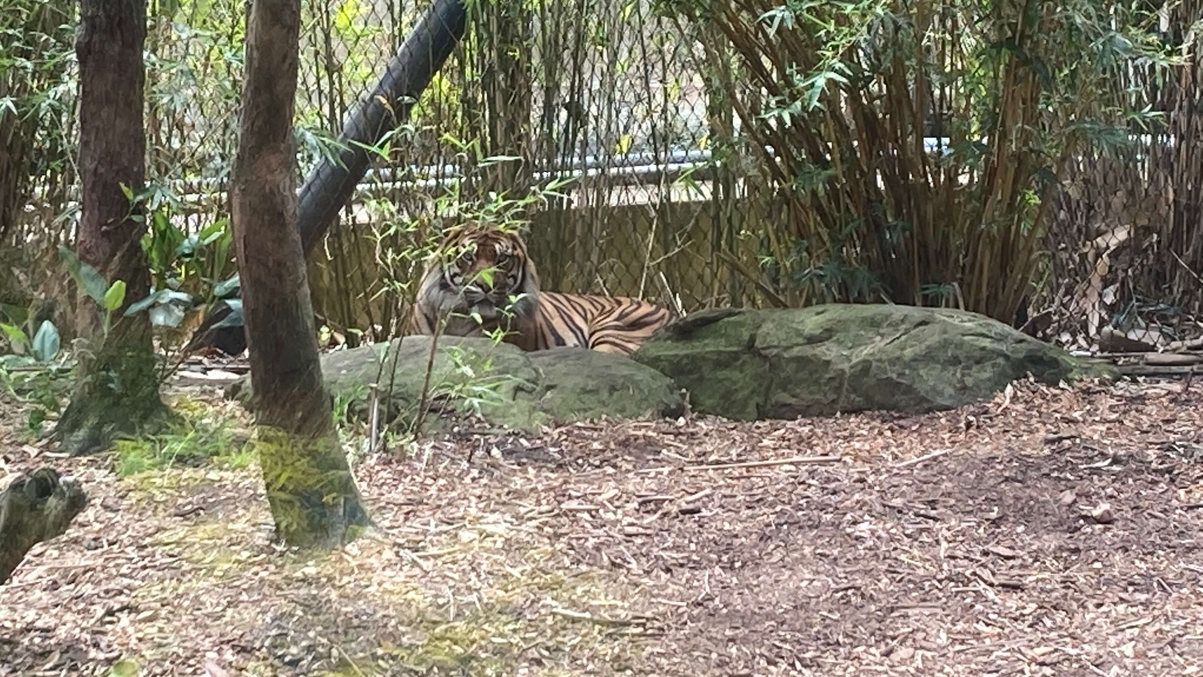 A Tiger