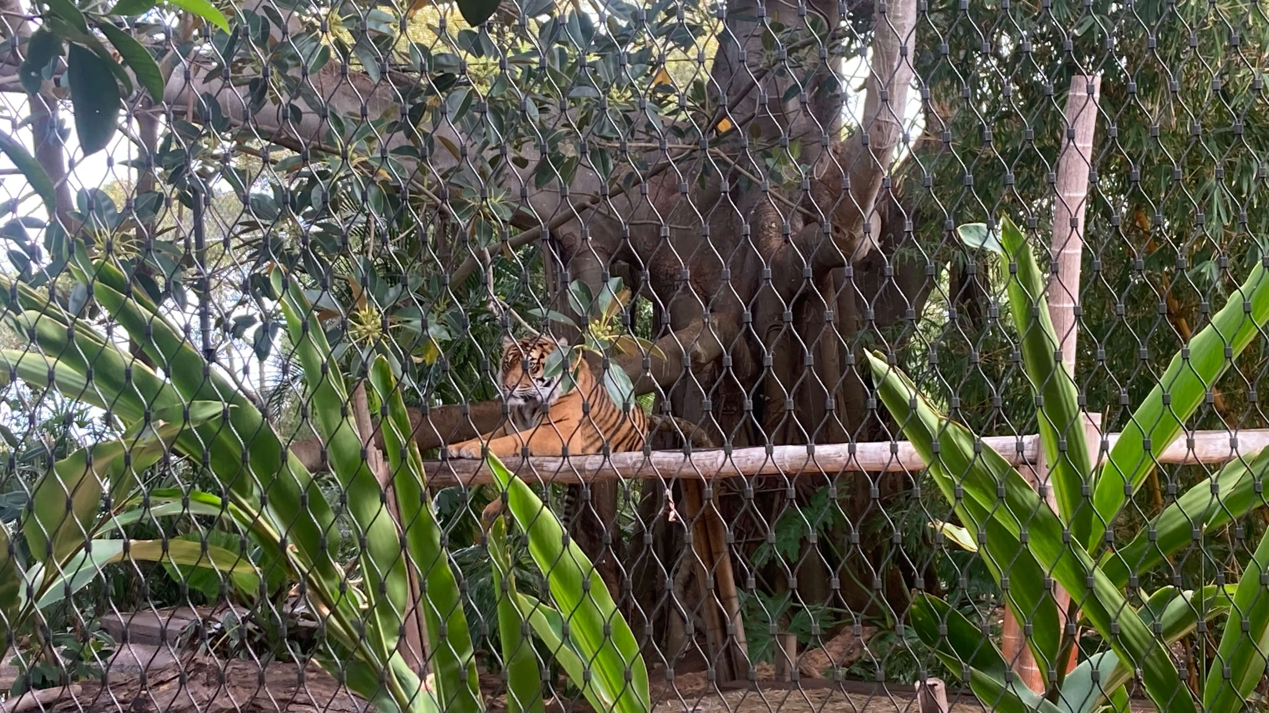 A Tiger