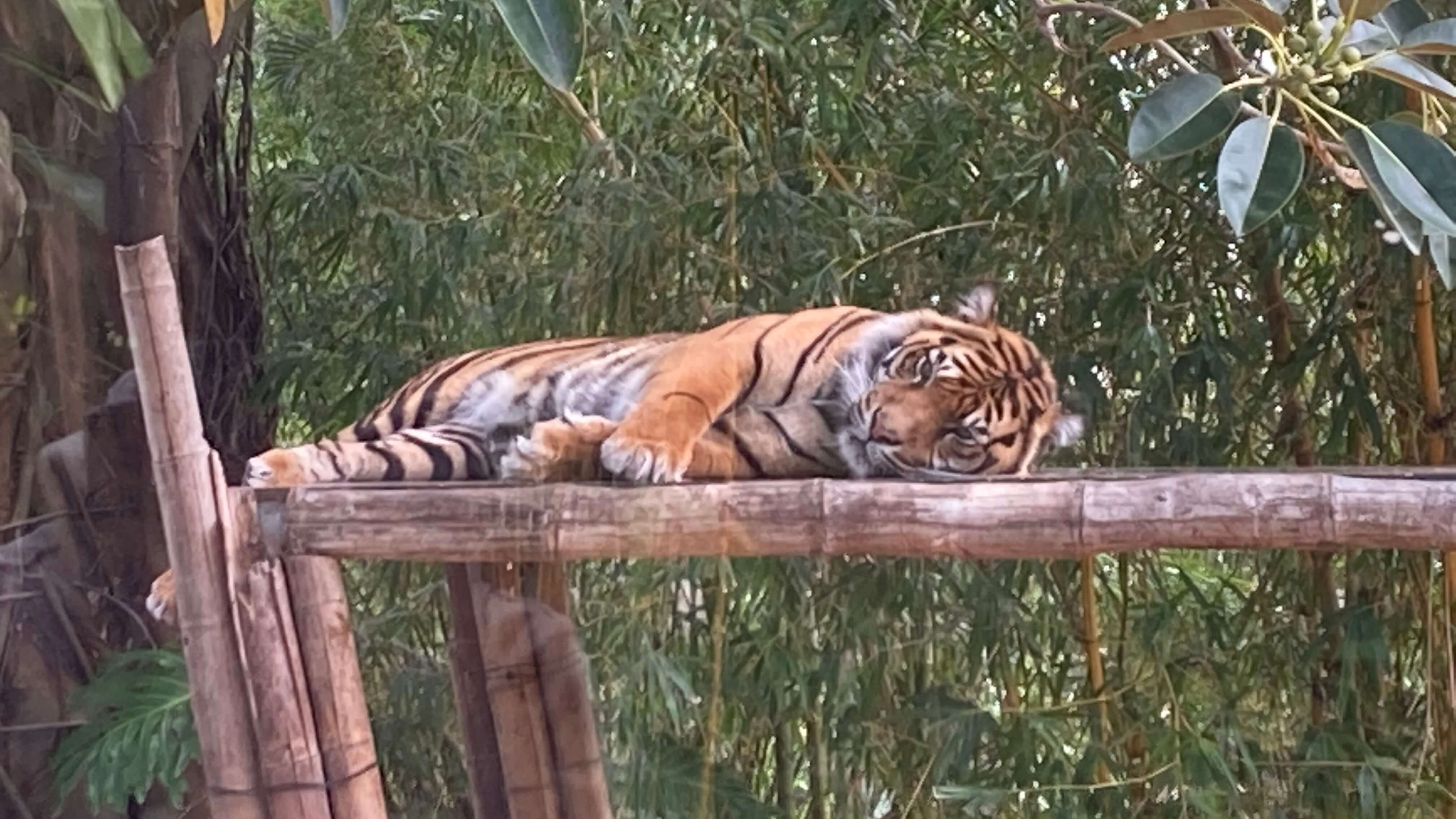 A Tiger