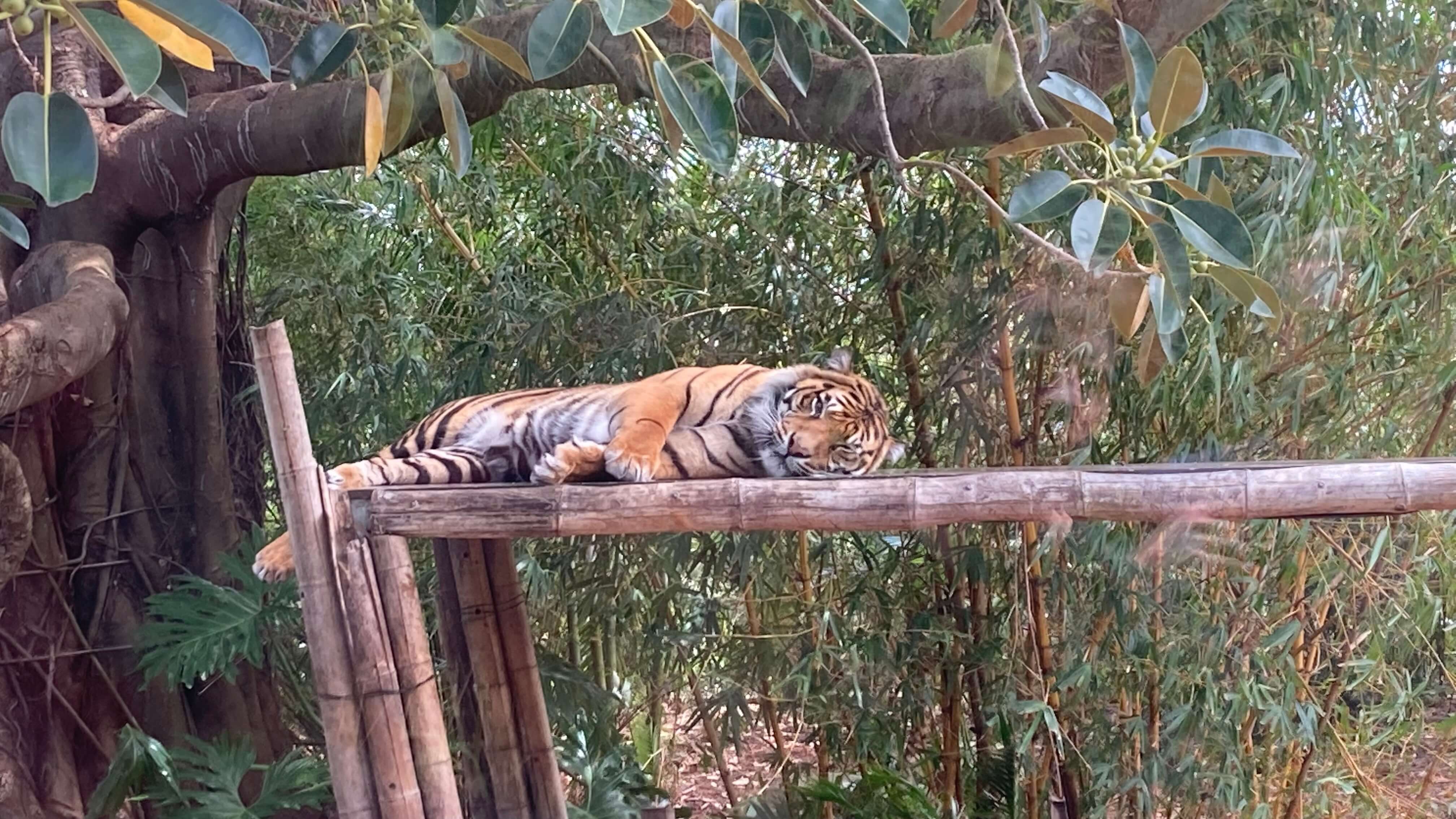 A Tiger