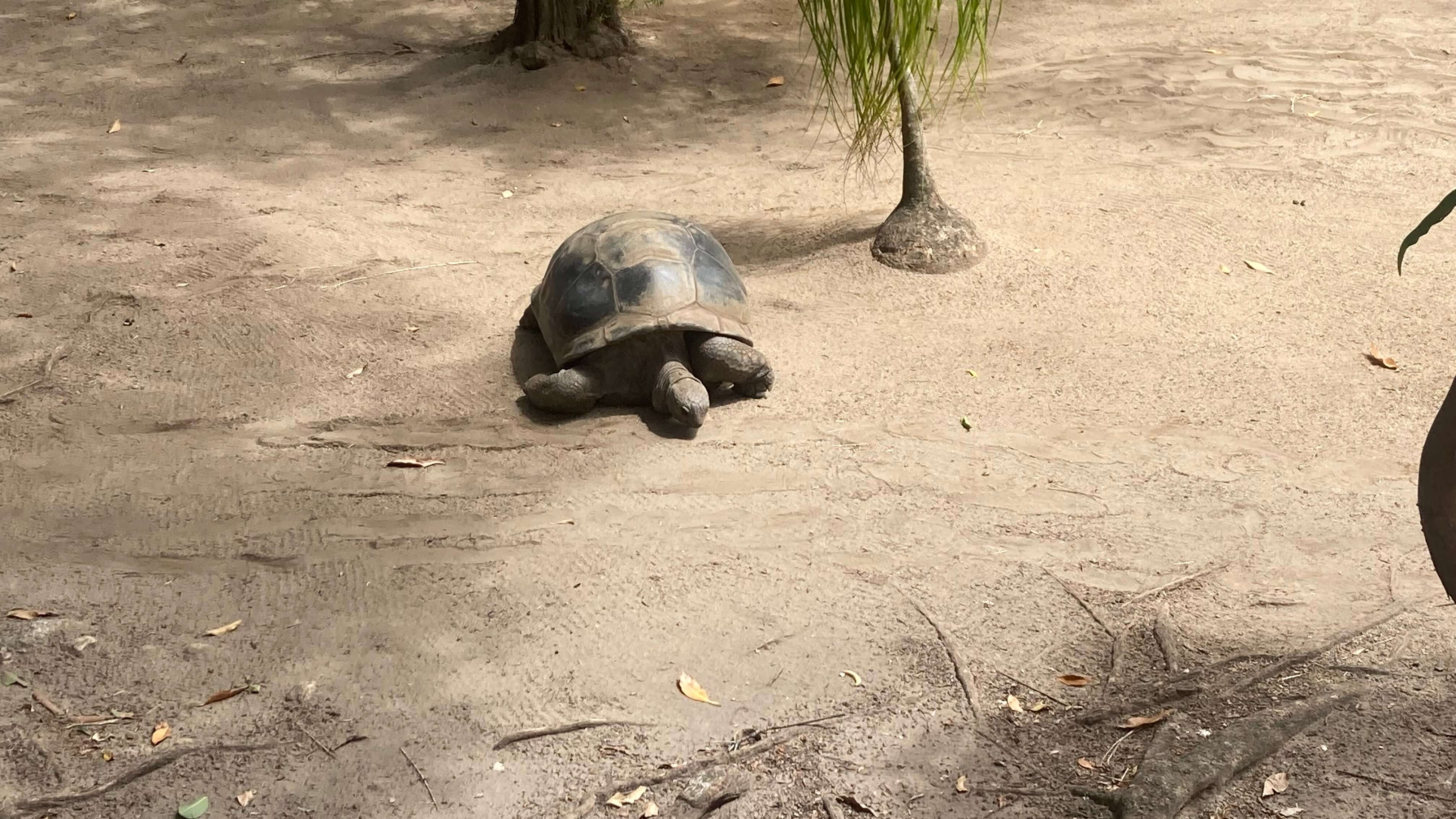 A Turtle