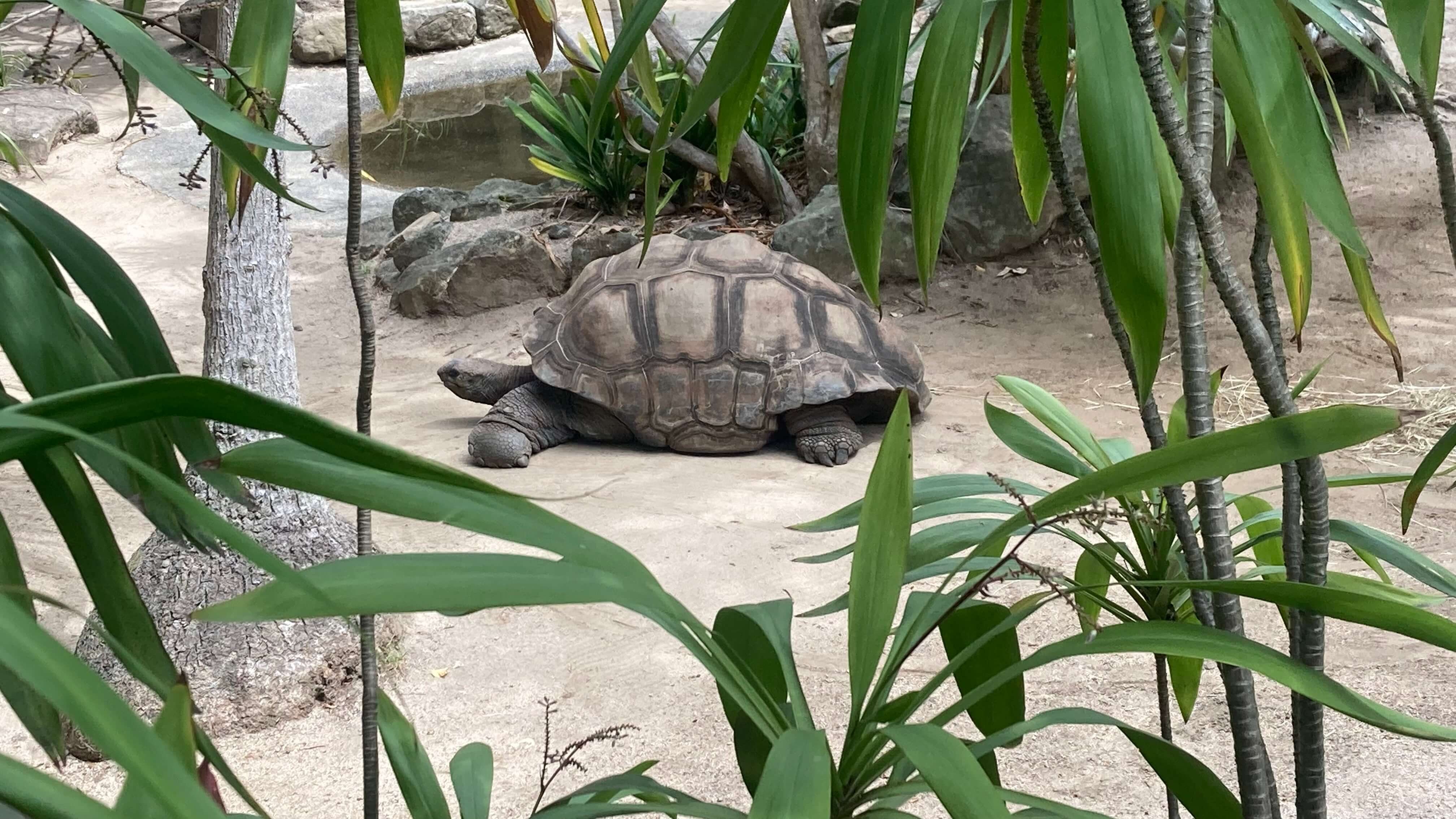 A Turtle
