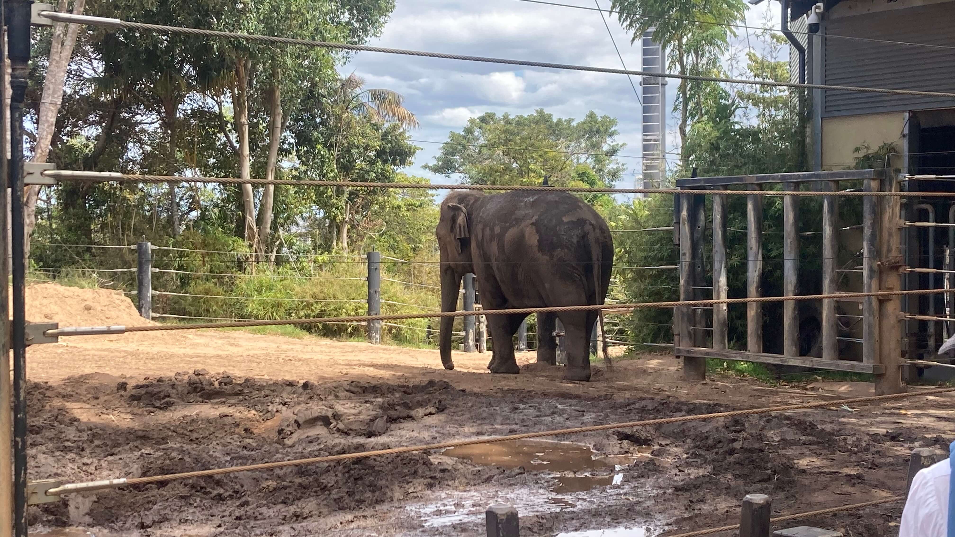 An Elephant