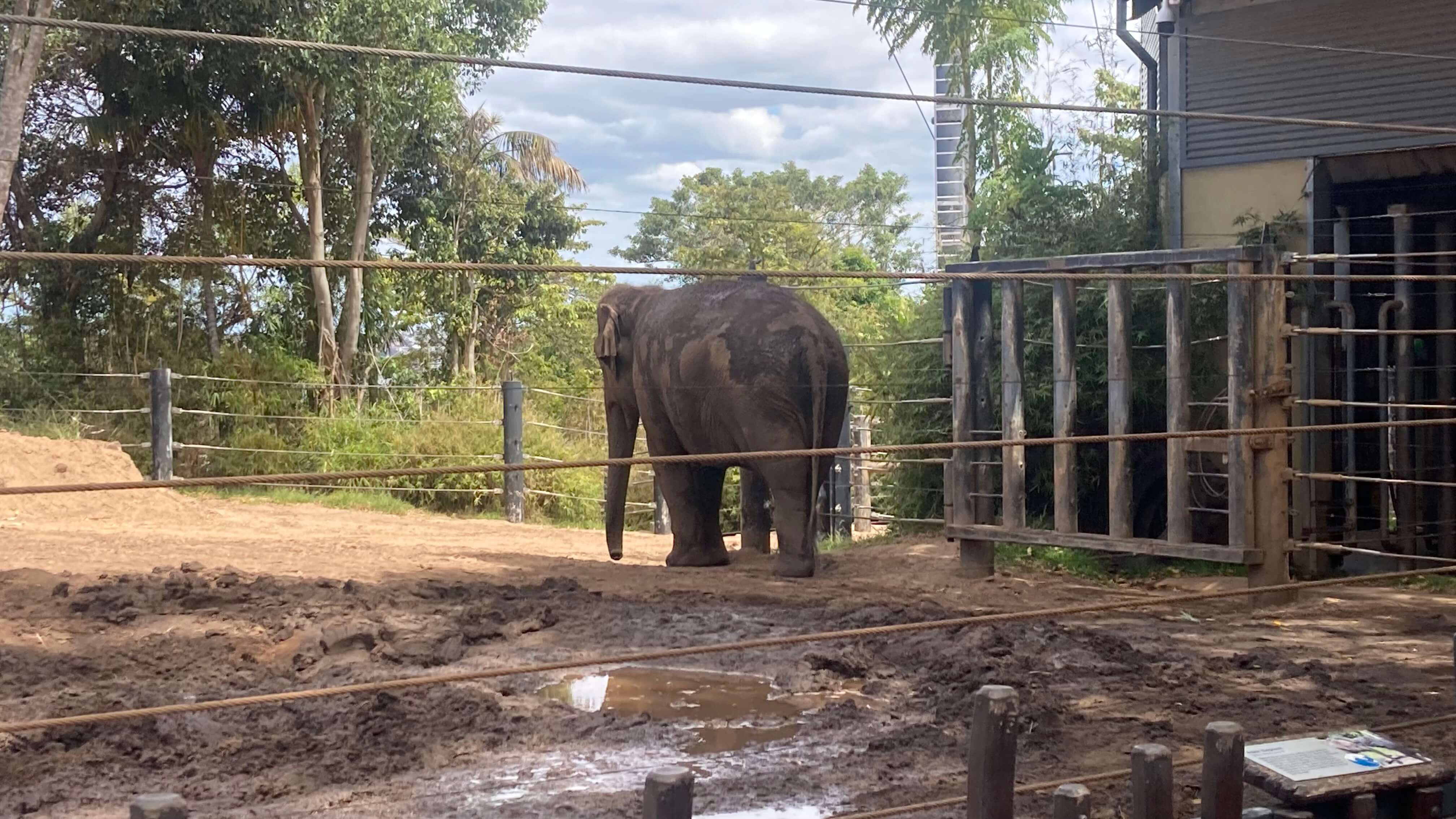 An Elephant
