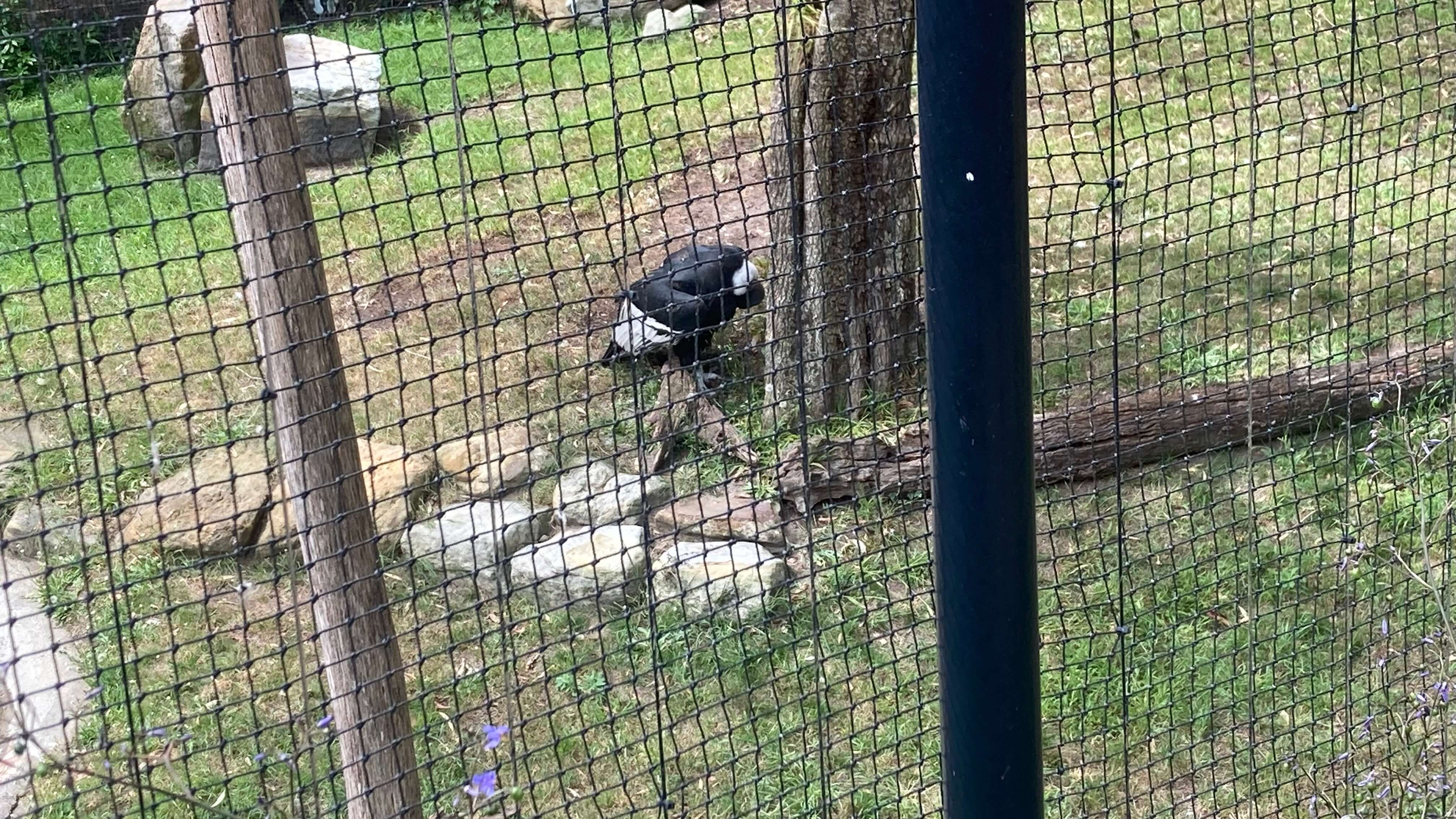 A Vulture