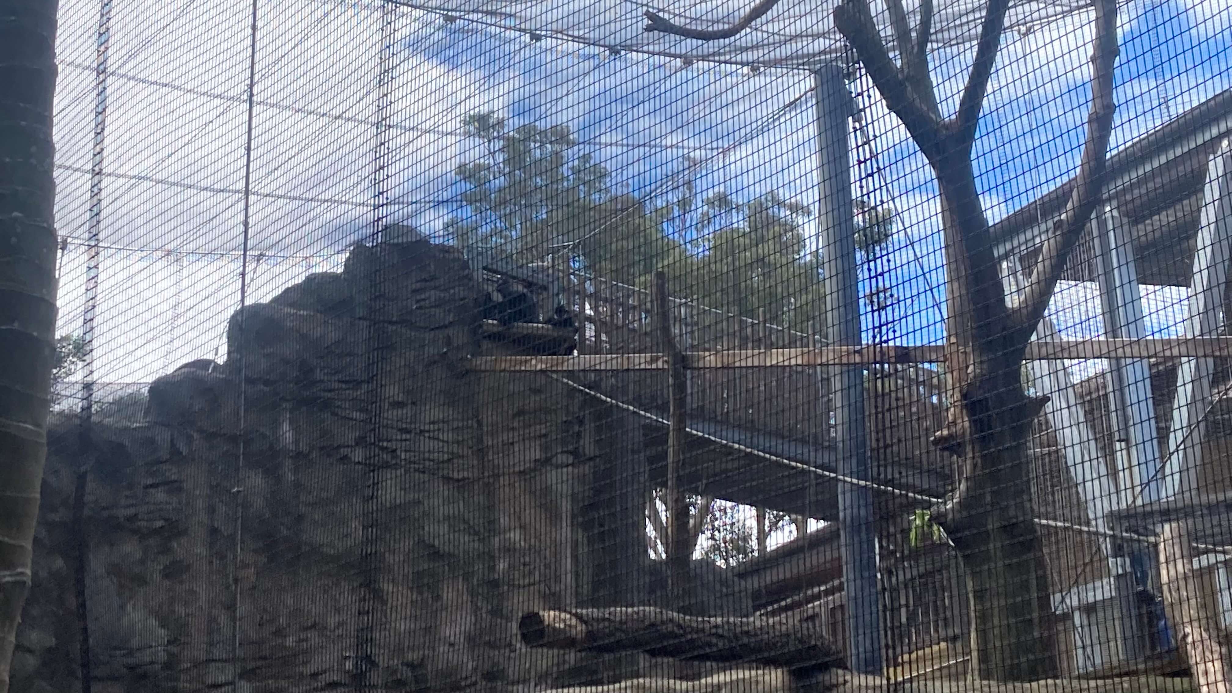 Apes