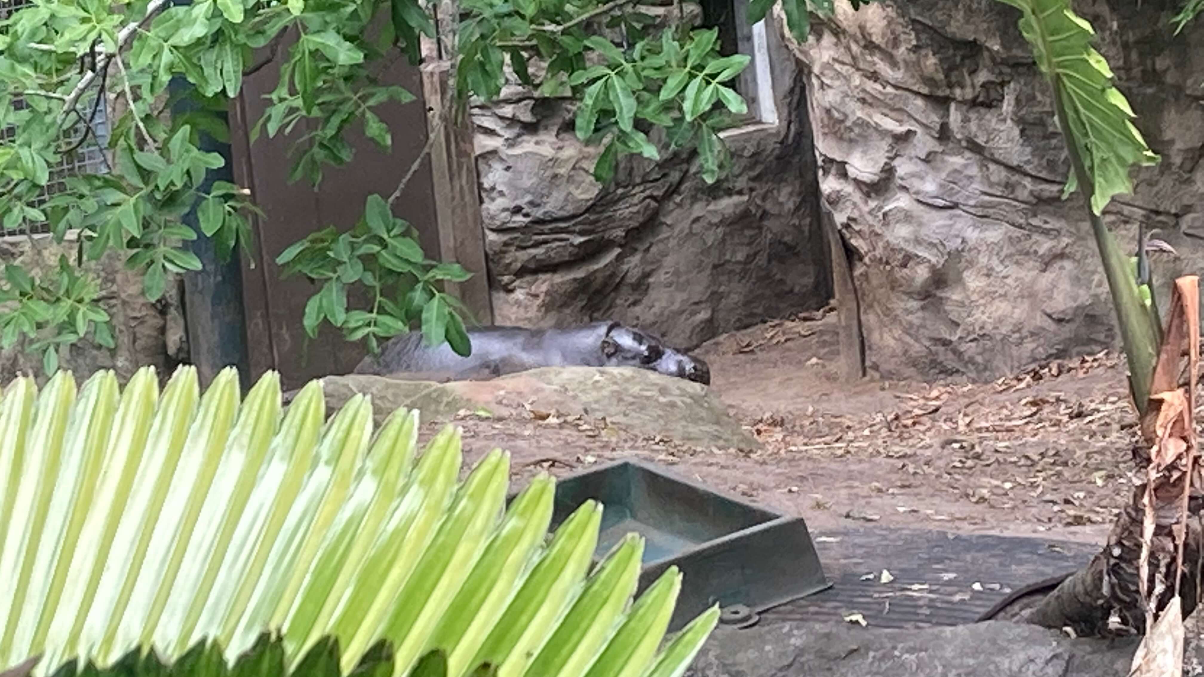 A Hippo