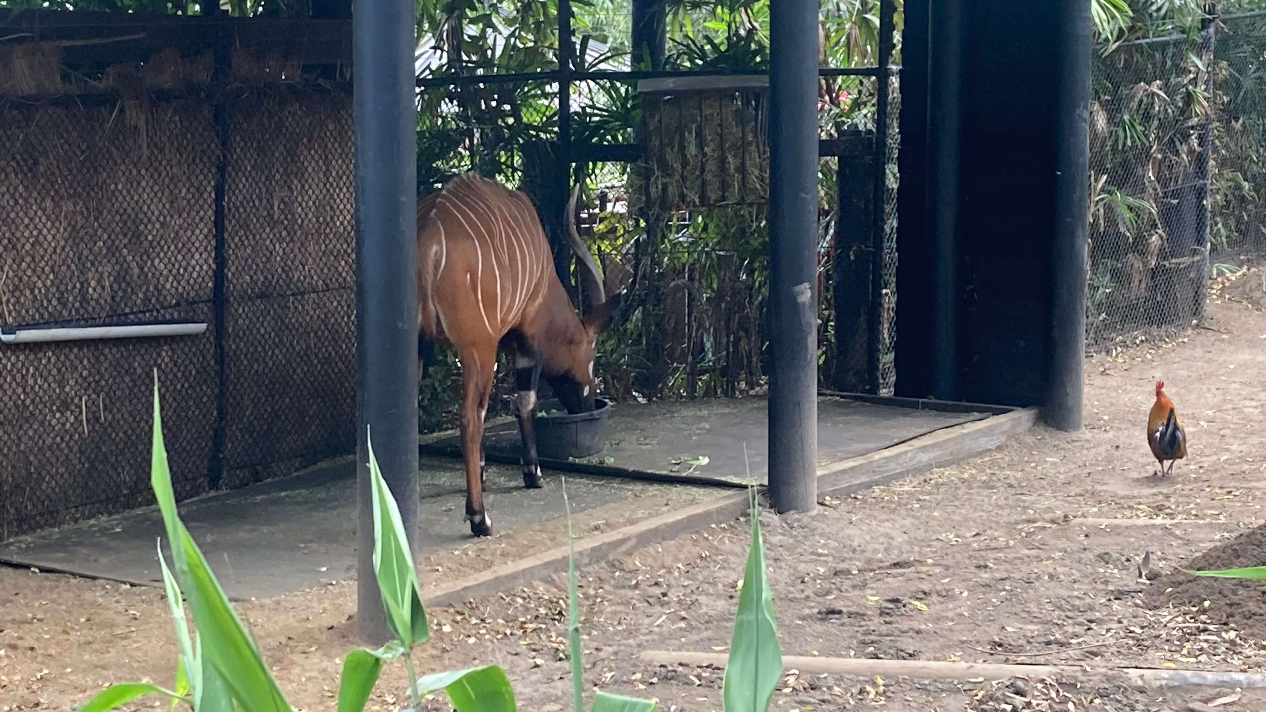 An Eastern Bongo