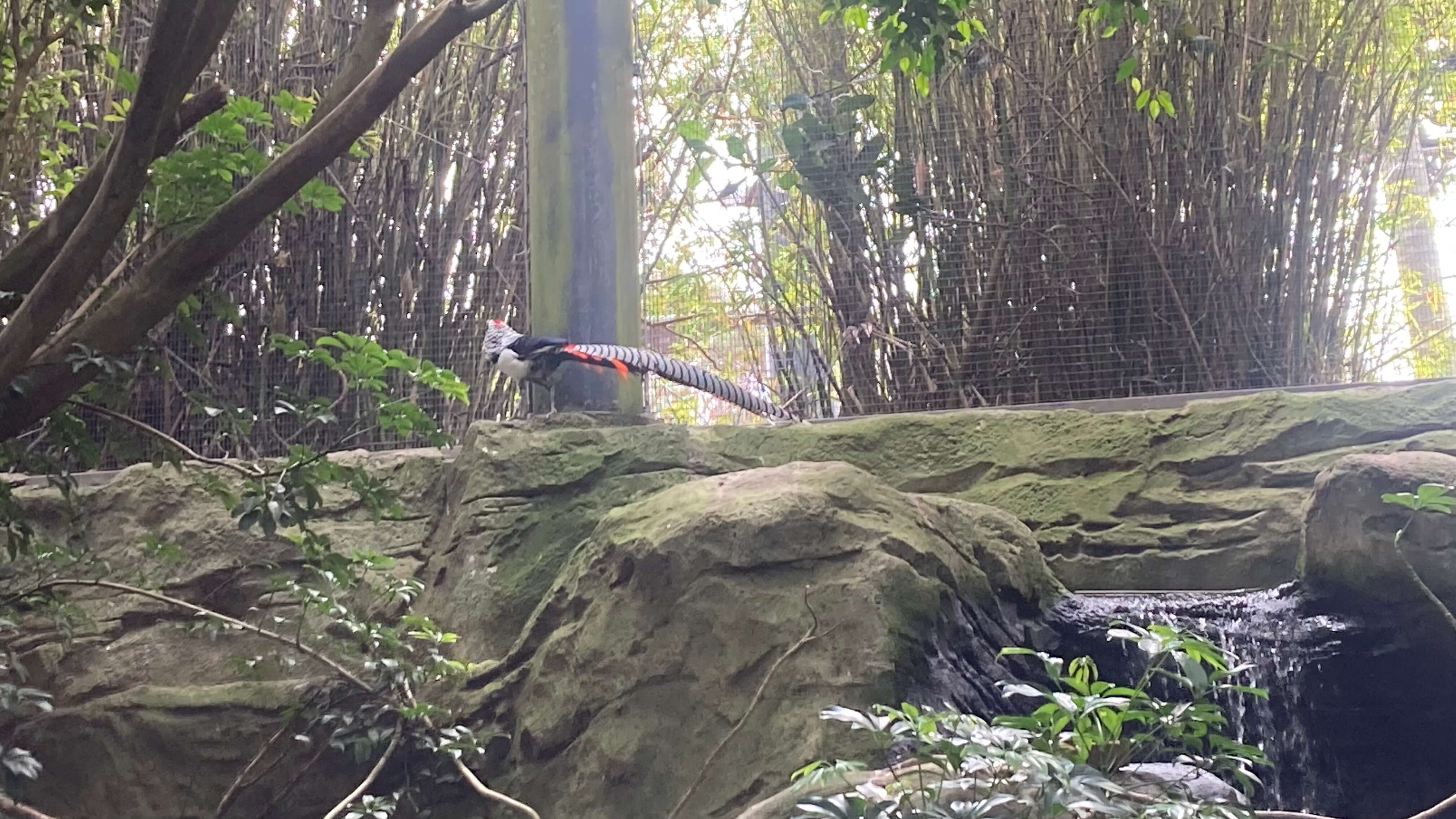 A Bird
