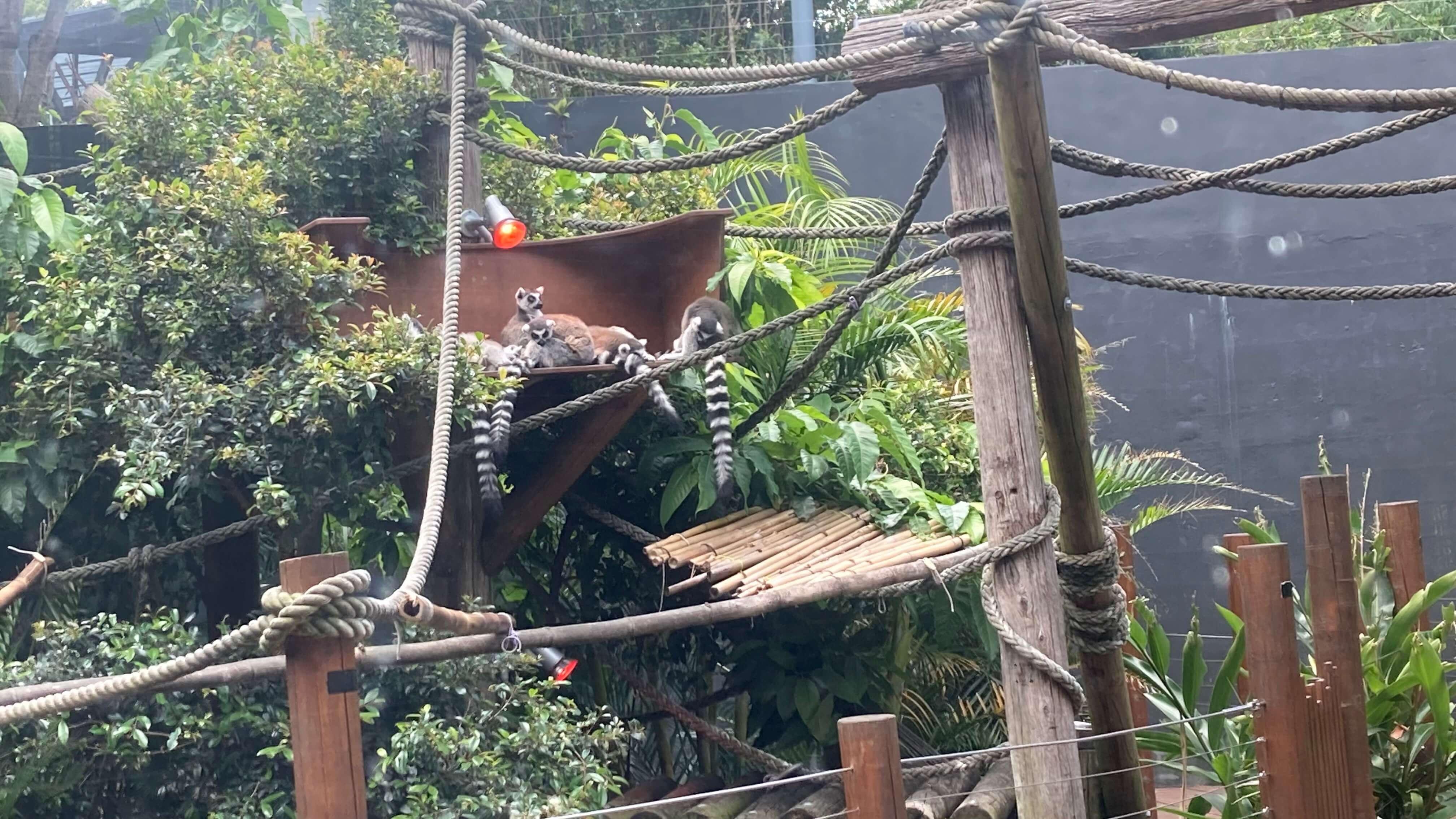 Ring-Tailed Lemurs
