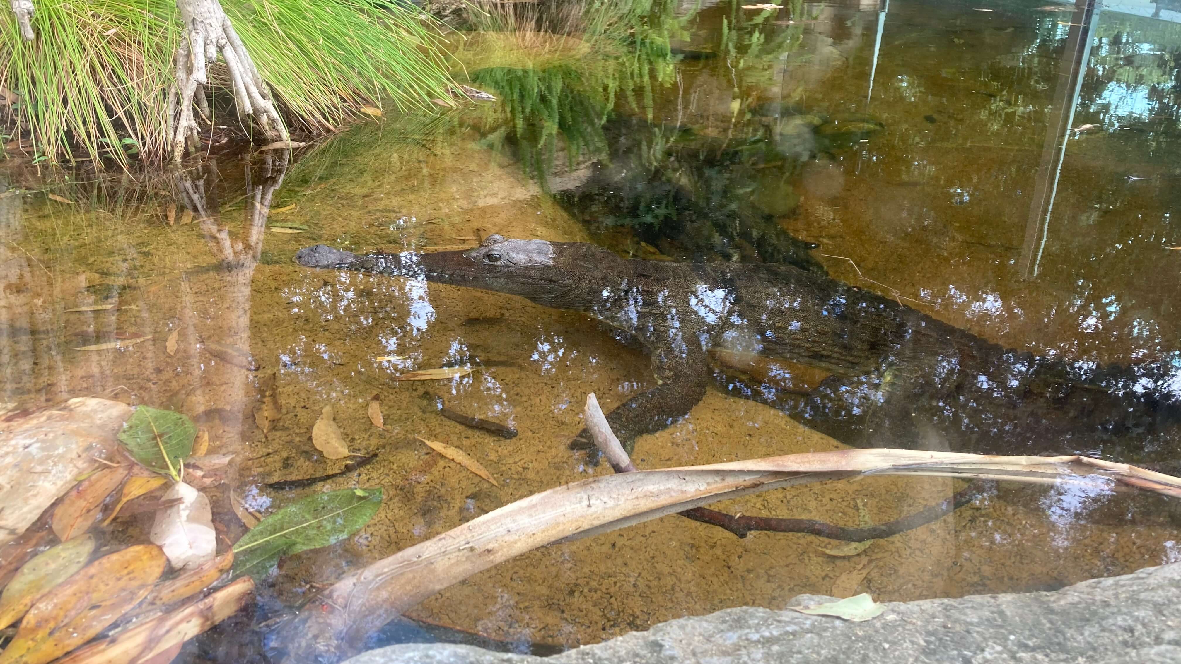An Alligator