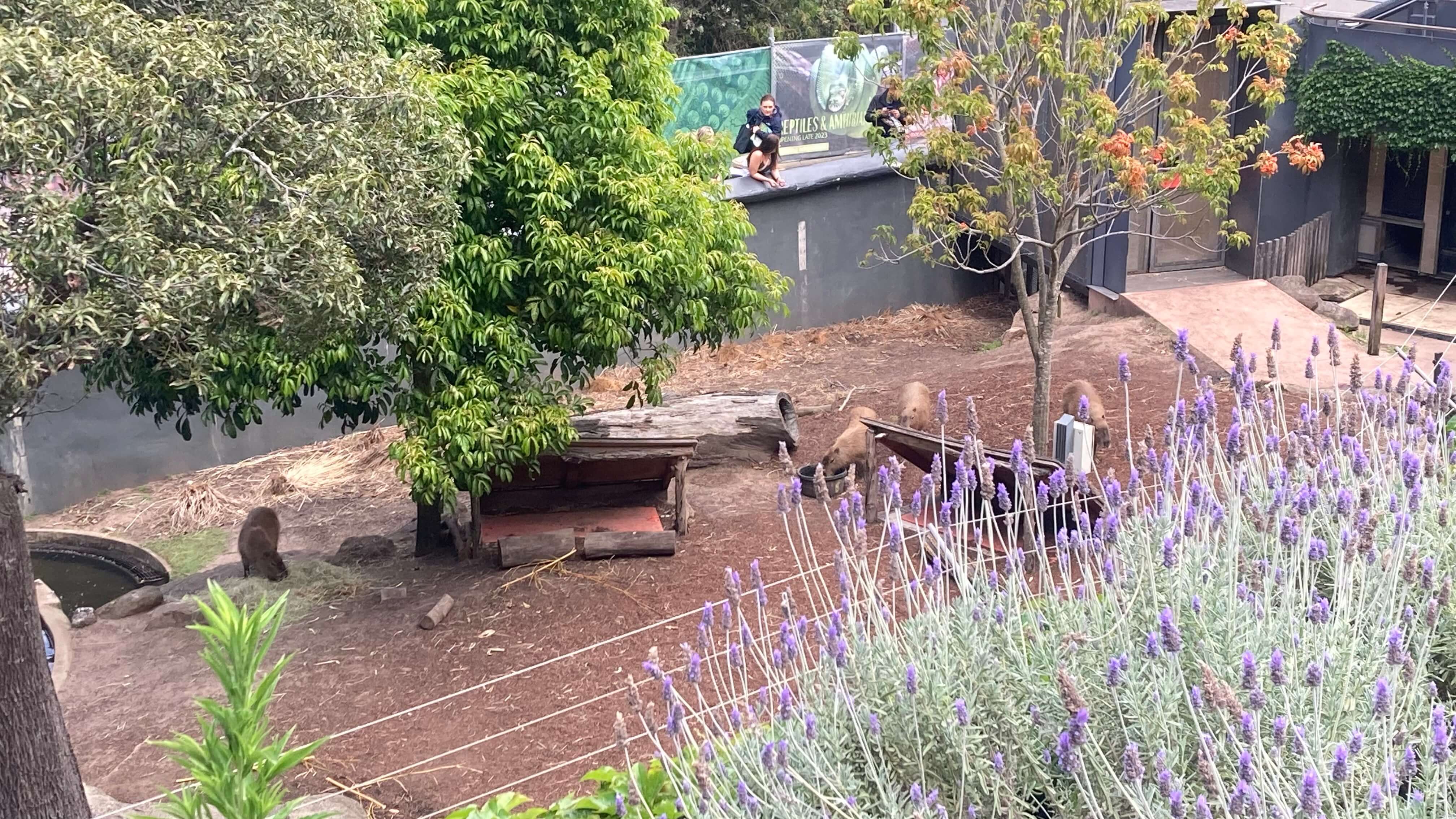 A Capybara