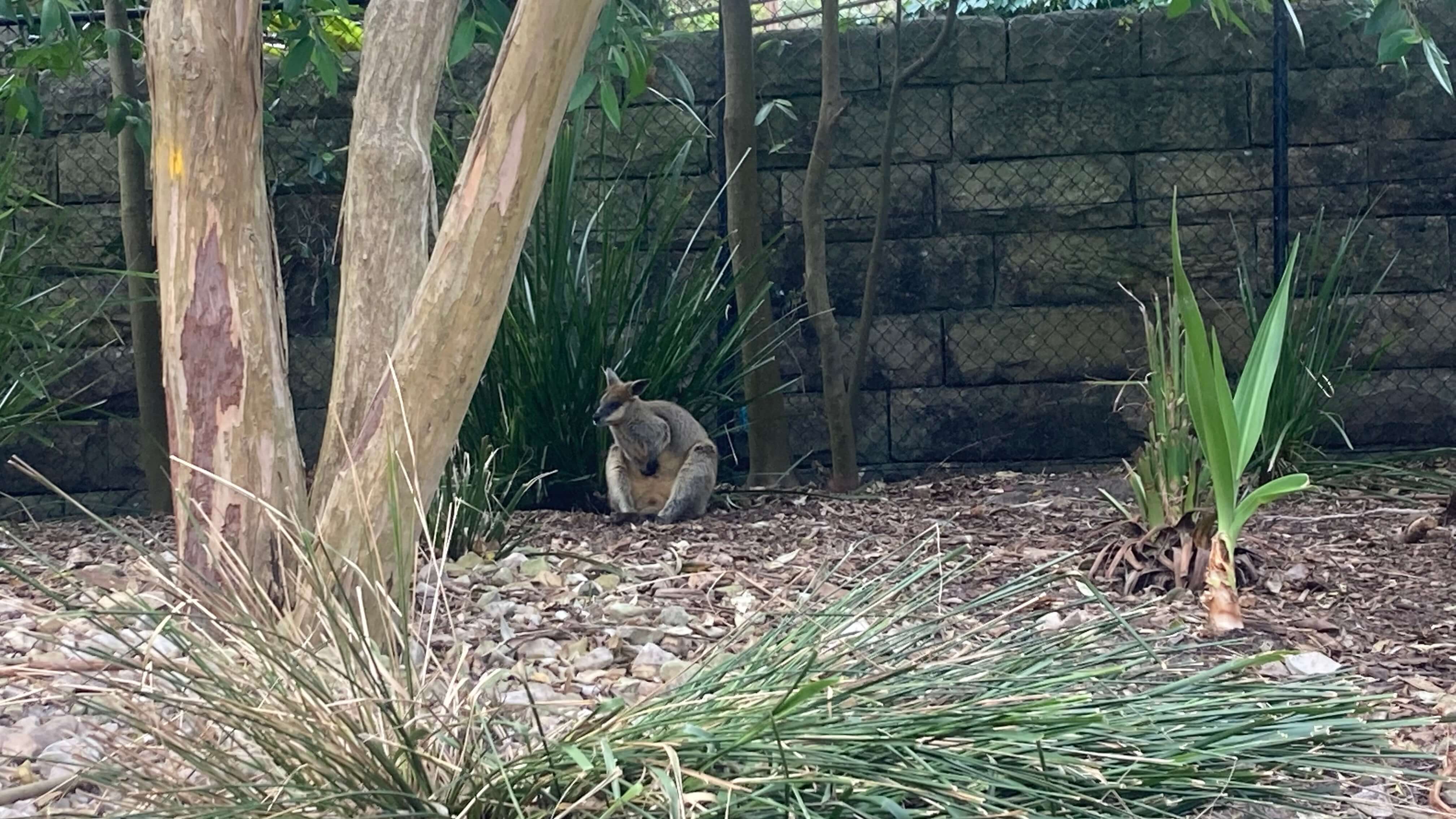 A Wallaby