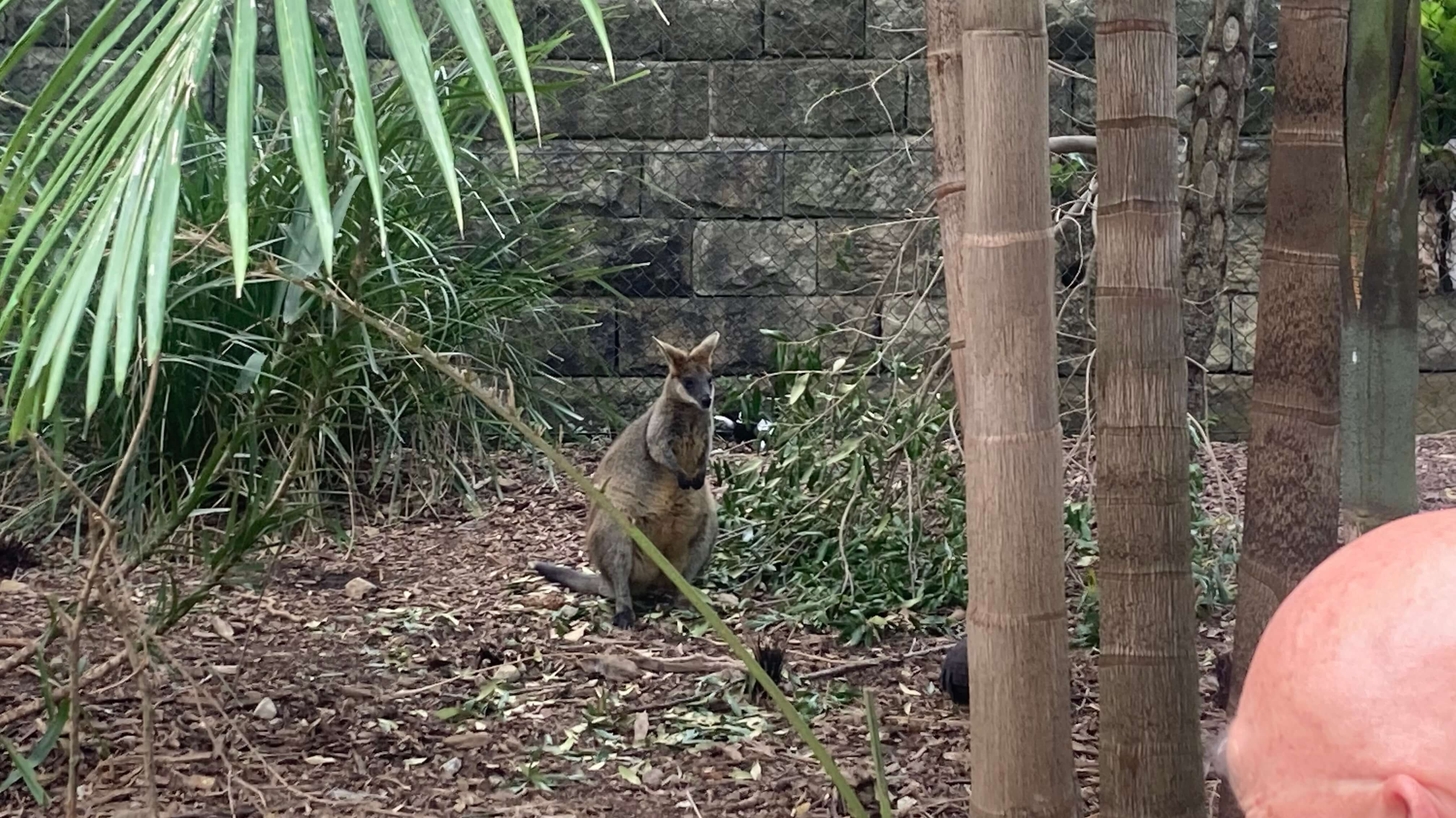 A Wallaby
