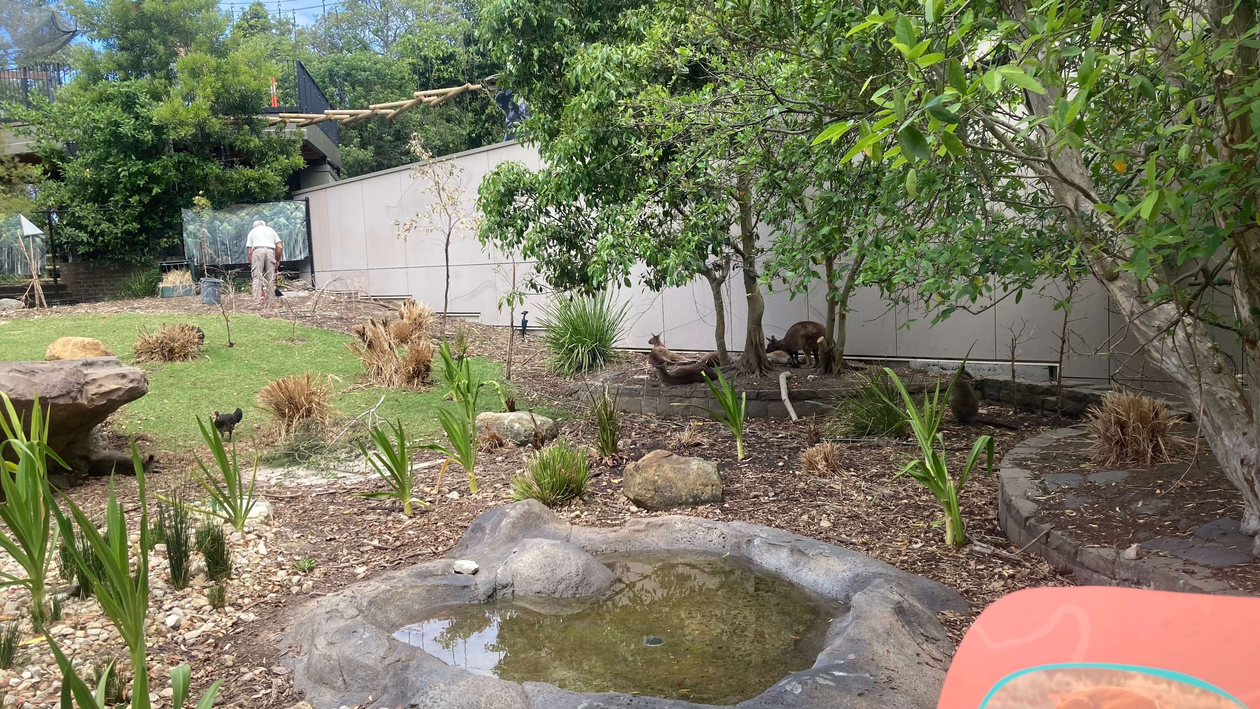 Wallabies