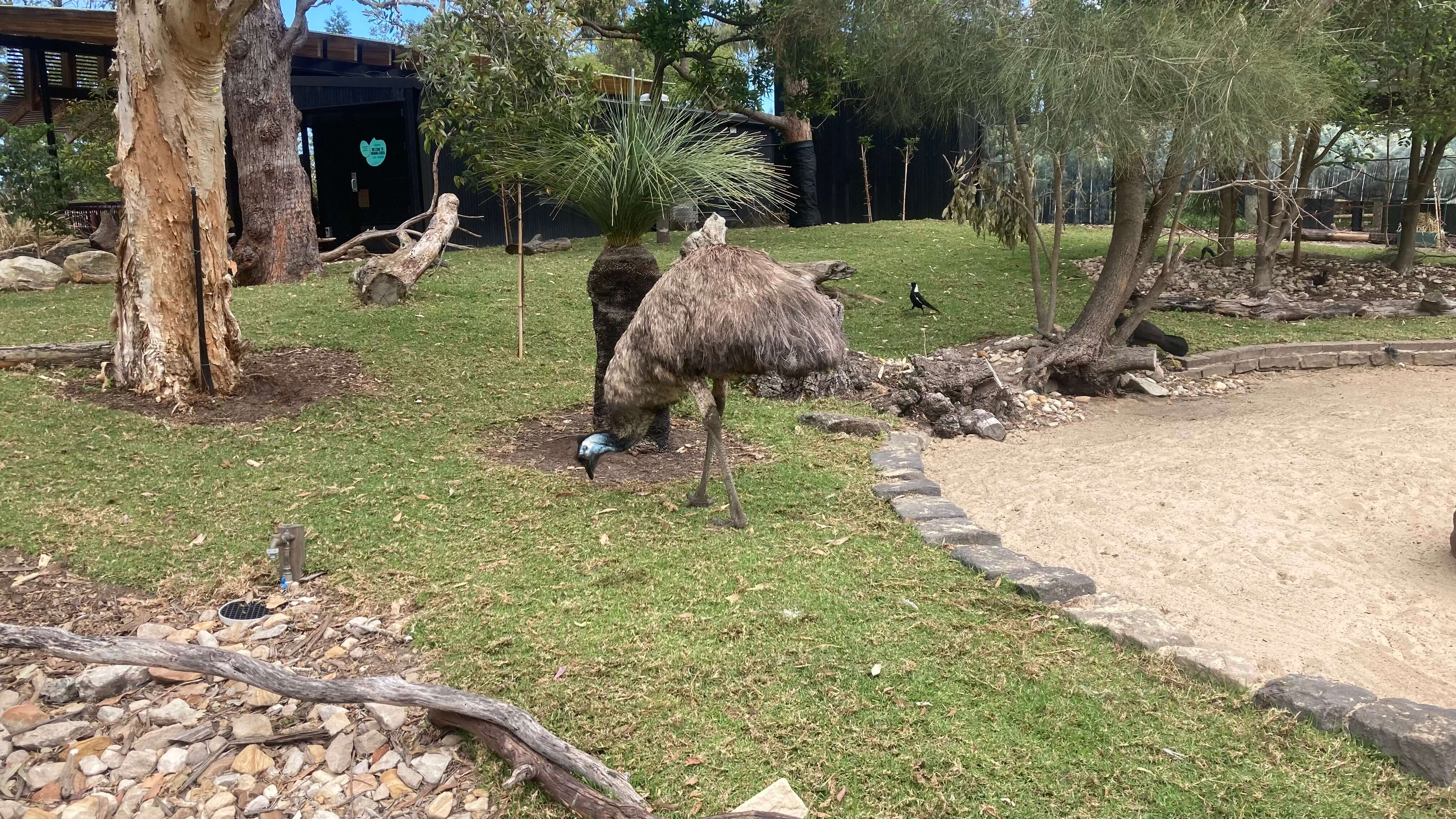 An Emu