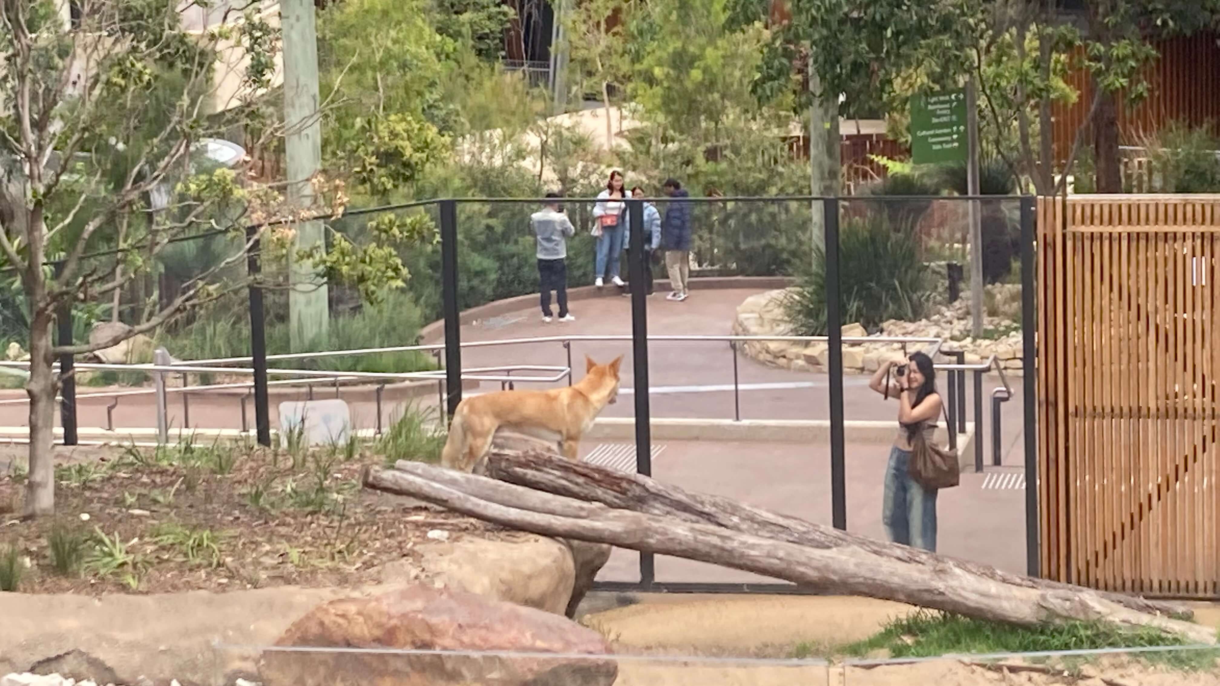 A Dingo