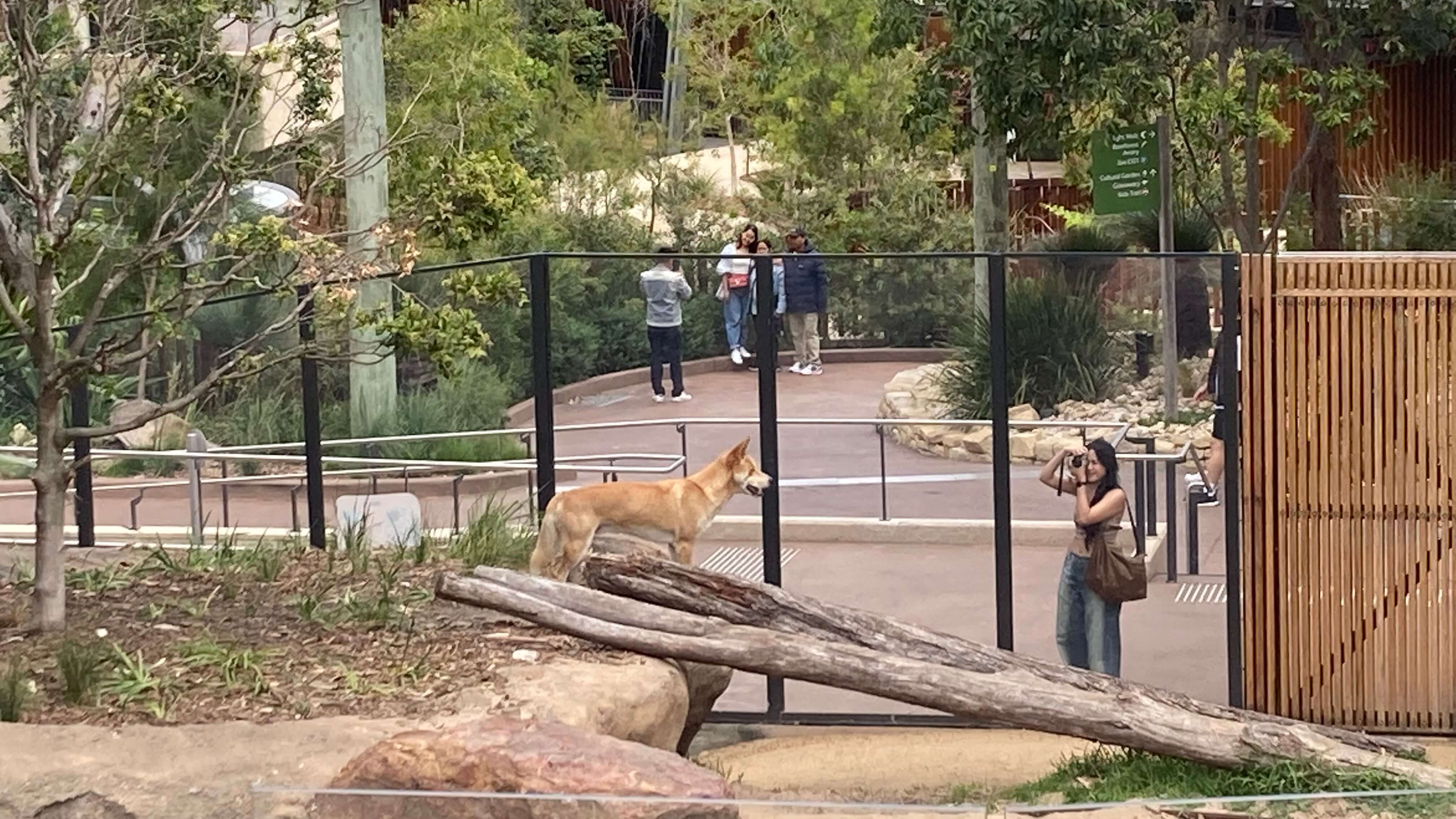 A Dingo