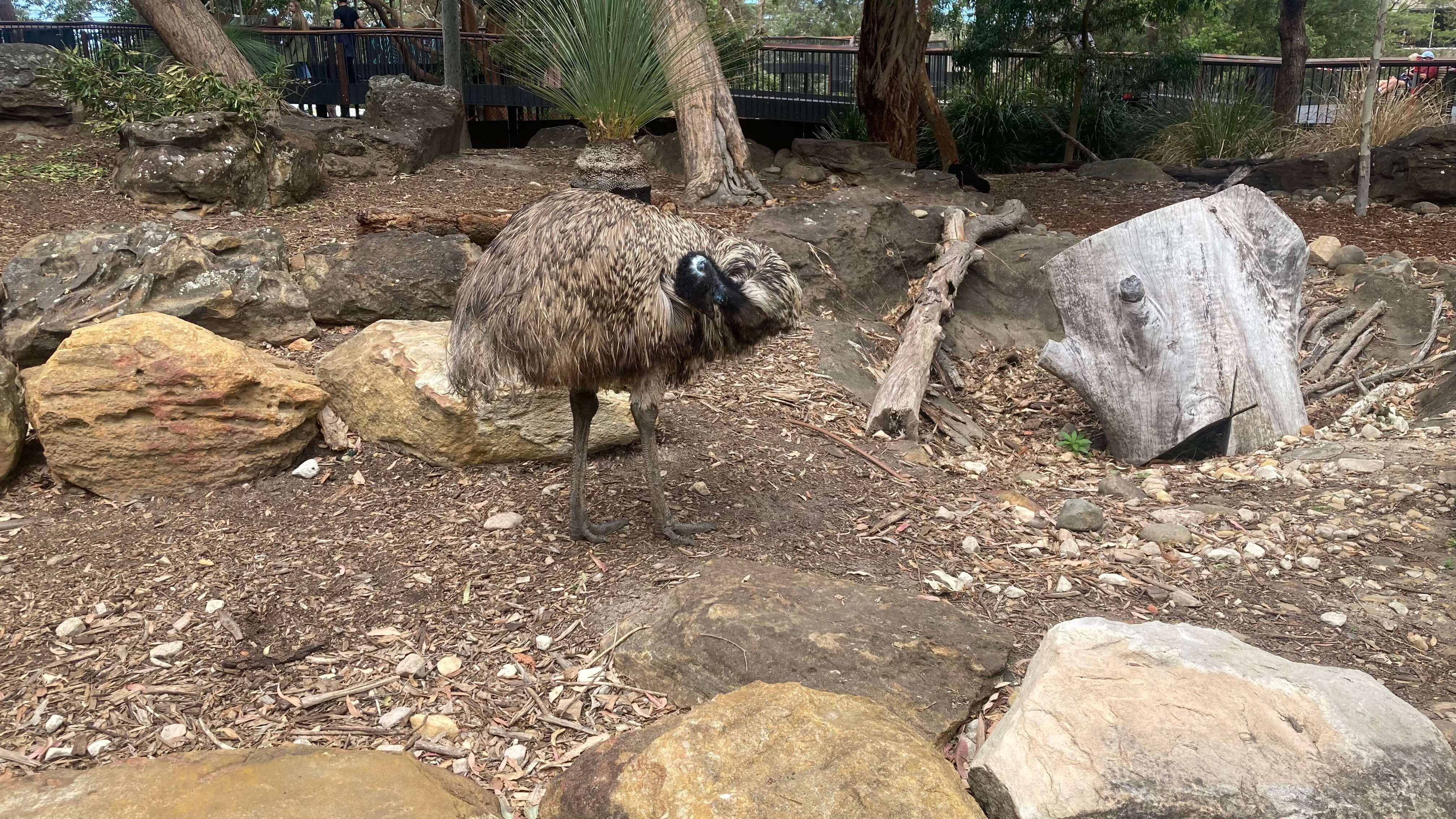 An Emu