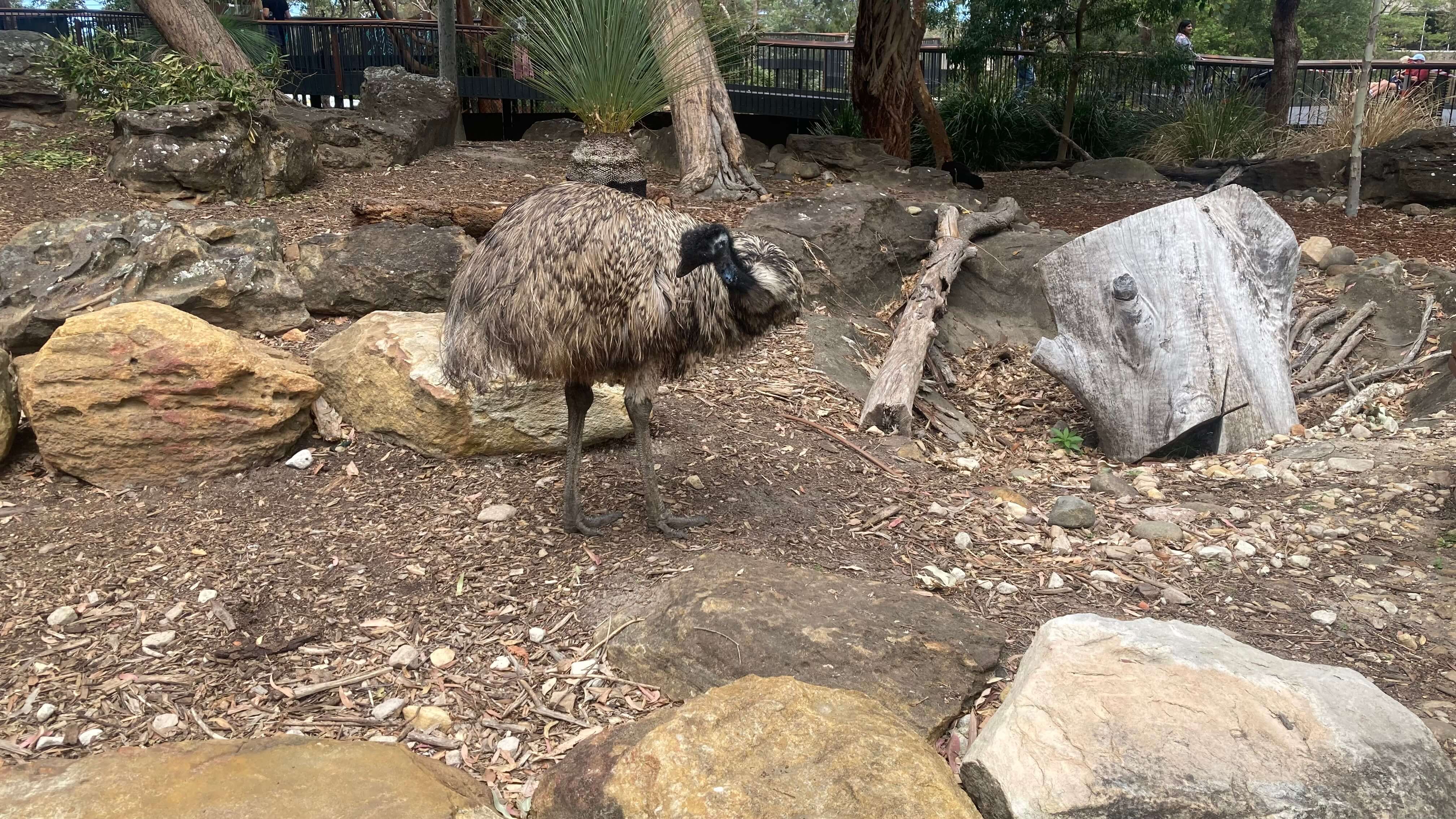 An Emu