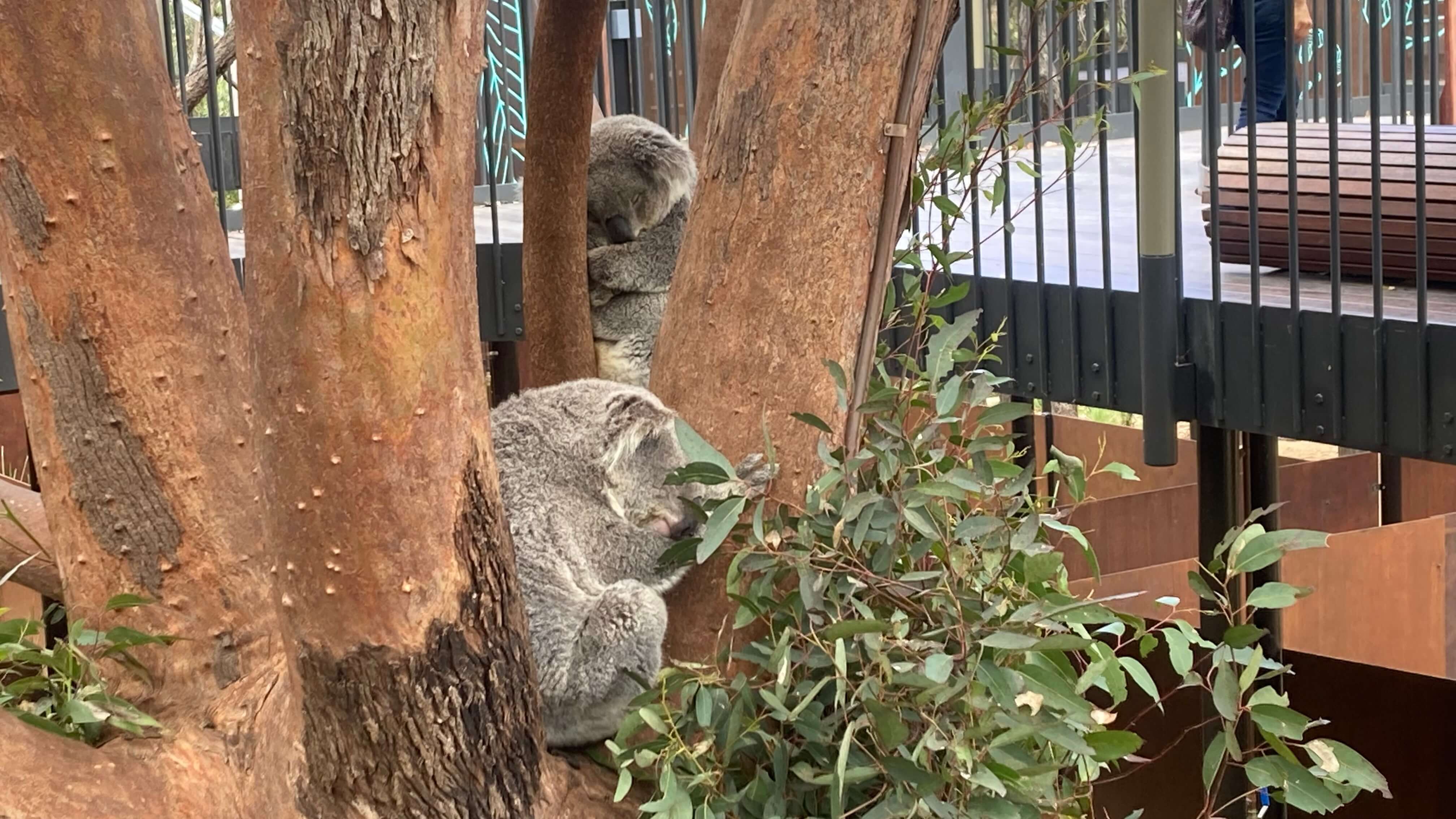 Koalas