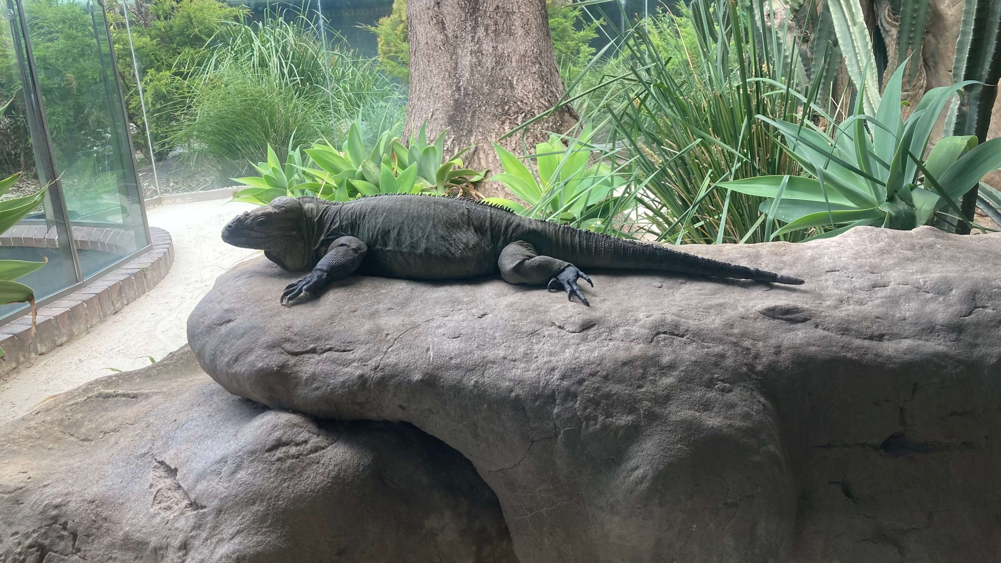 Rhinoceros Iguana