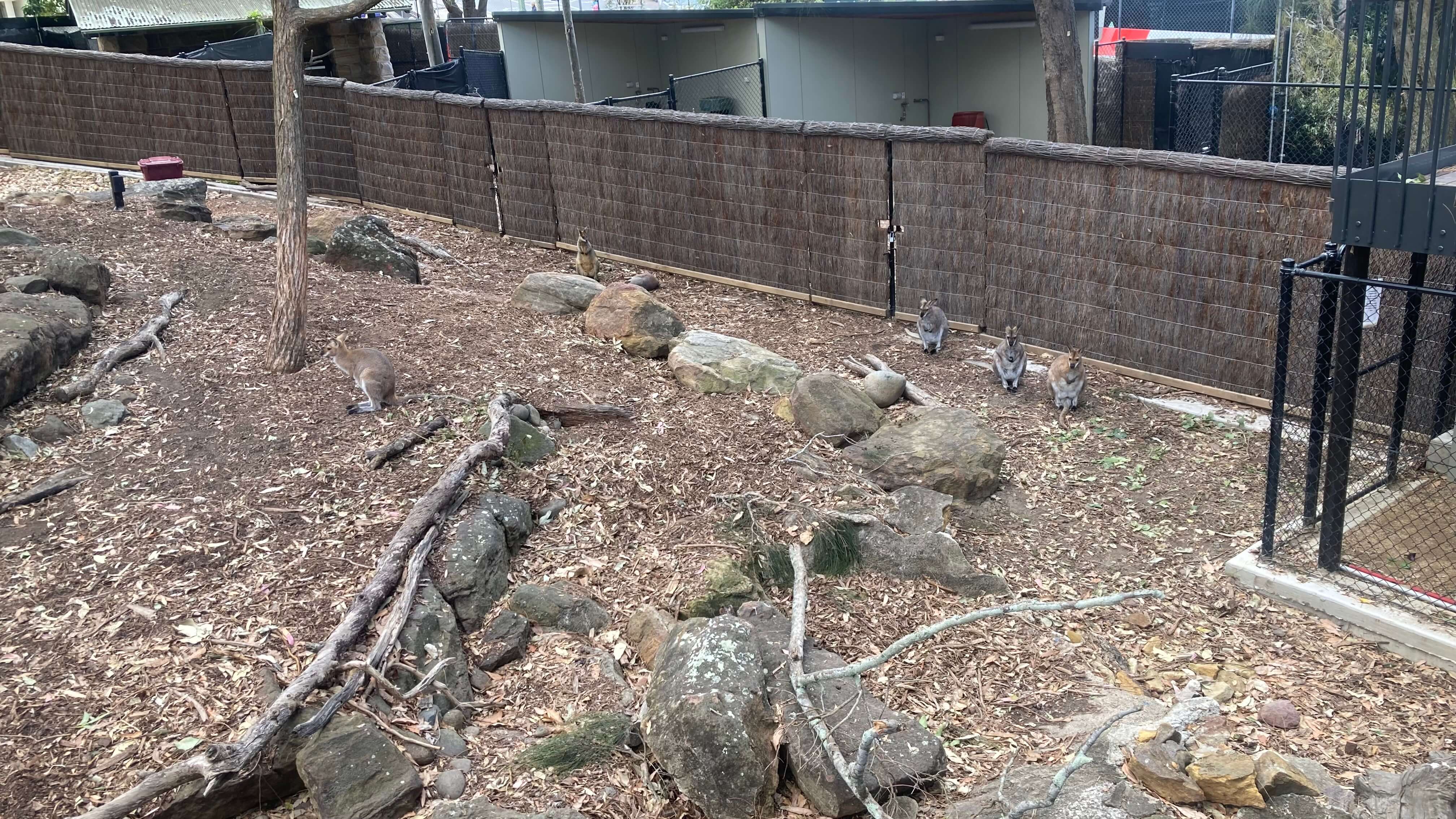 Wallabies