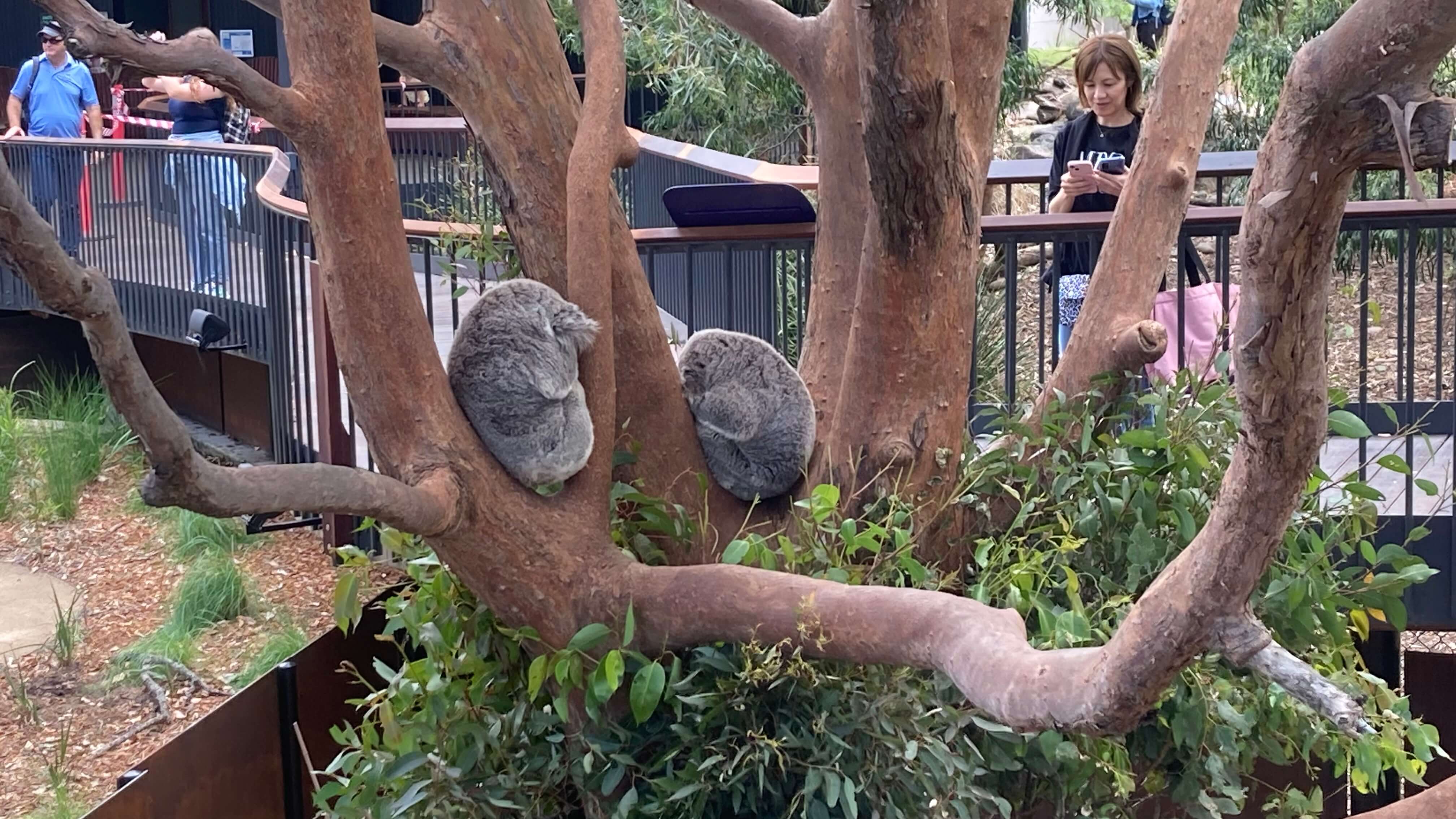 Koalas